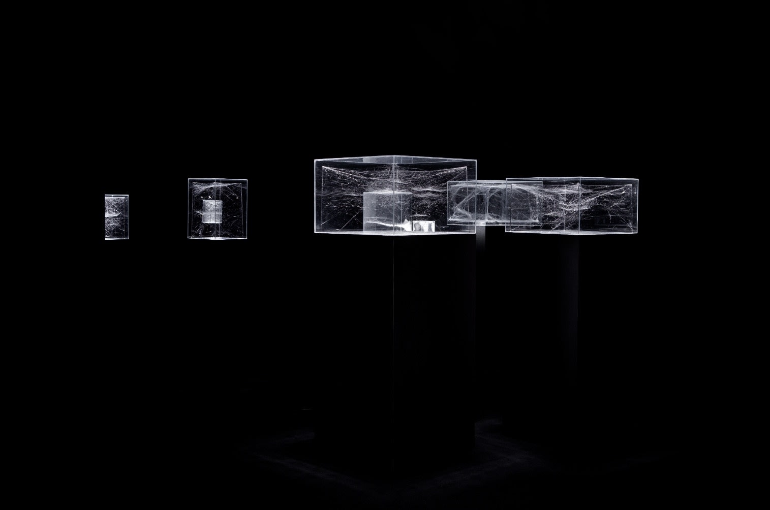 Exhibition view The illuminated, translucent cubes host unusual webs built by different species of spiders. The artistic experiment weaves architecture,...