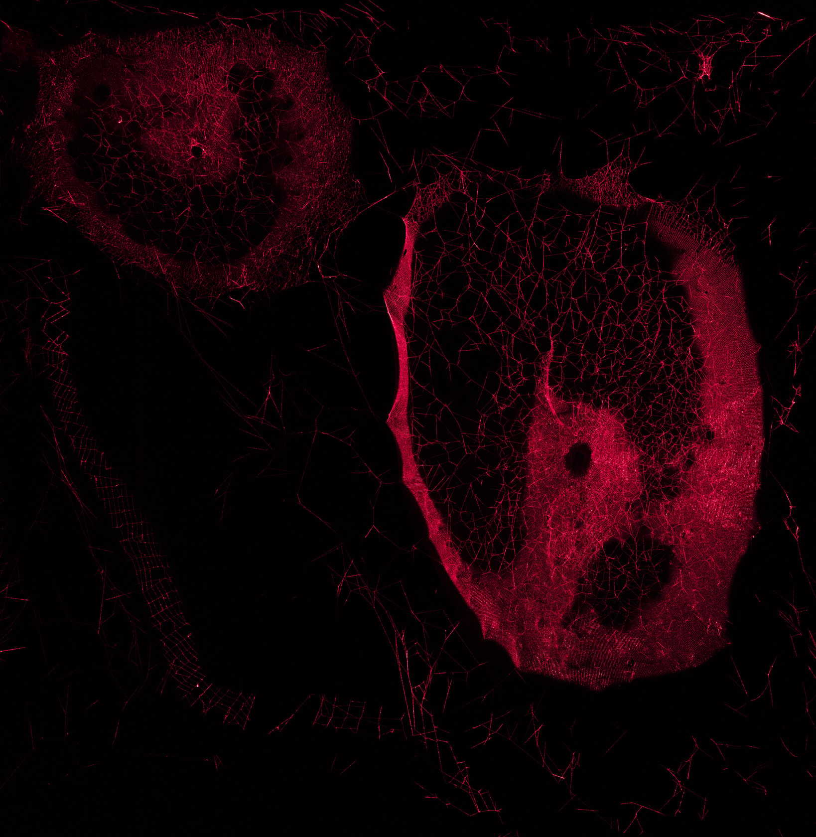 Laser Web, 2018 Spider silk, carbon fiber frame, red laser, tripod Variable dimensions, minimum room height 4 m, length 10...