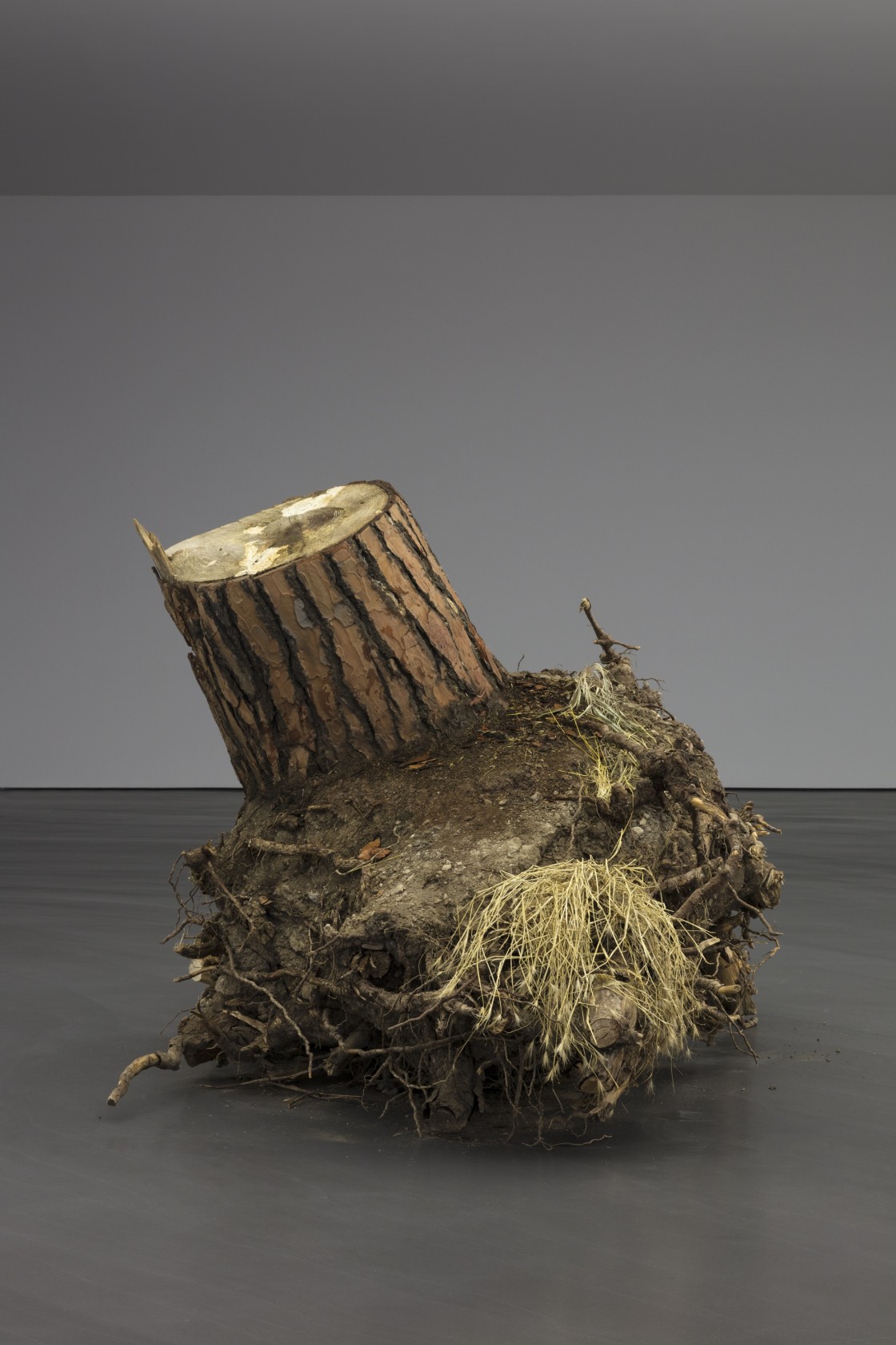 Christoph Keller Ceppo sradicato (uprooted tree), 2018 Pine stump, 7 gelatin silver prints, humidifier Stump: 160 x 180 x 250...