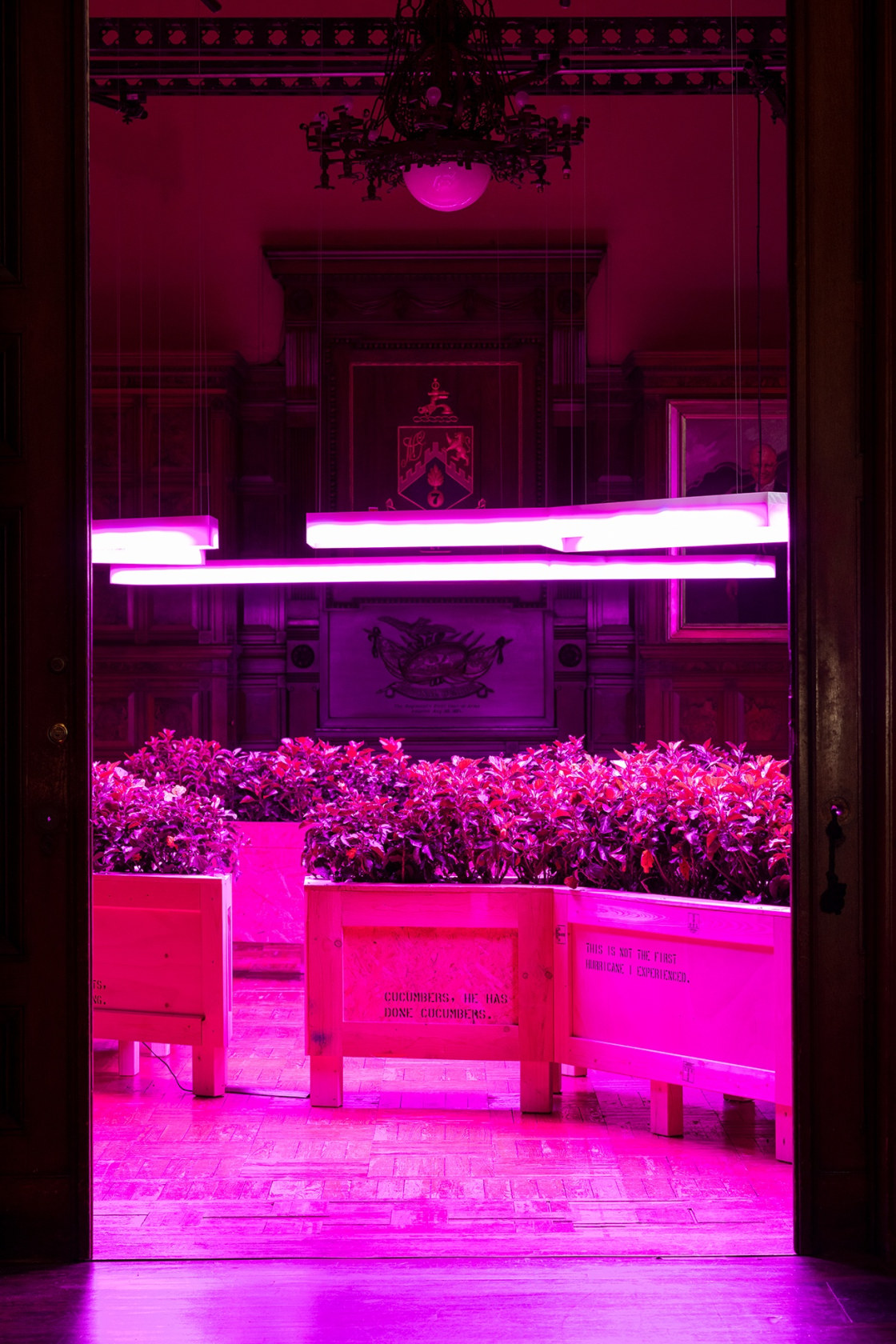 FreePlots, 2019 3 custom-built wooden planters (pine and birch wood), plant grow bags, Hibiscus plants, 3 custom-built UV grow lamps...