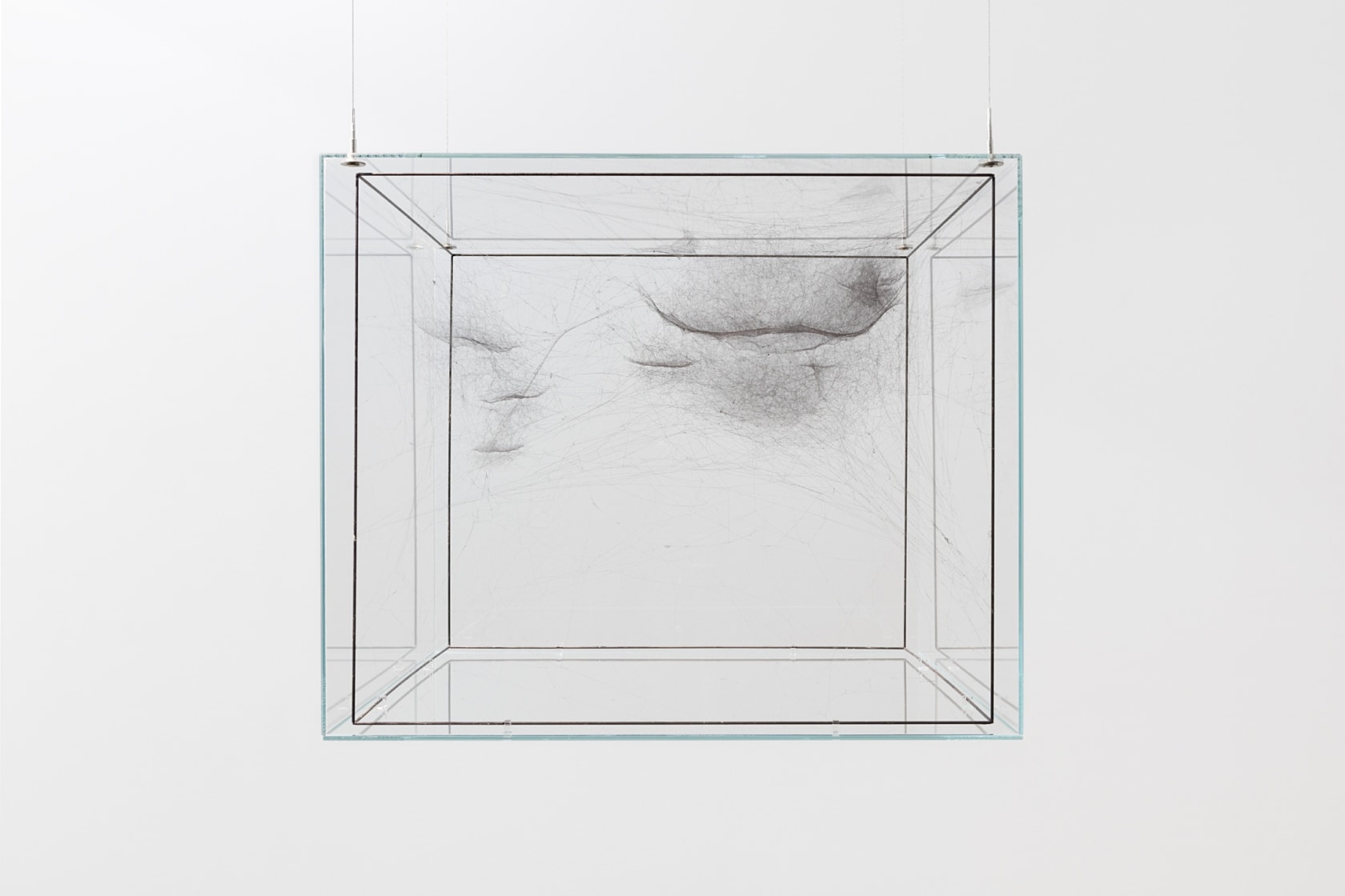 Hybrid Solitary Semi-Social Instrument ESO 146-IG 005: Built By Two Argiope Anasuja-Two Weeks, Three Cyrtophora Citricola-Three Weeks, One Cyrtophora Moluccensis-Two...