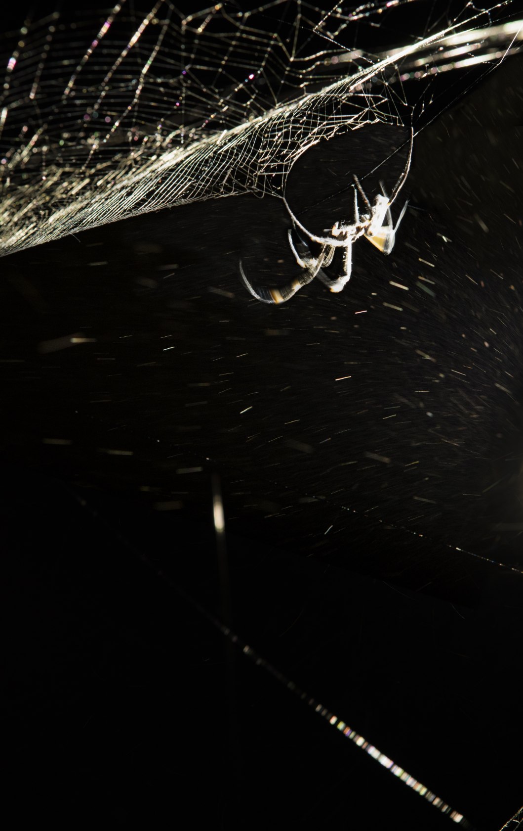 Arachno Concert With Arachne (Nephila senegalensis), Cosmic Dust (Porus Chondrite) and the Breathing Ensemble, 2016 (detail) Nephila senegalensis silk, carbon...