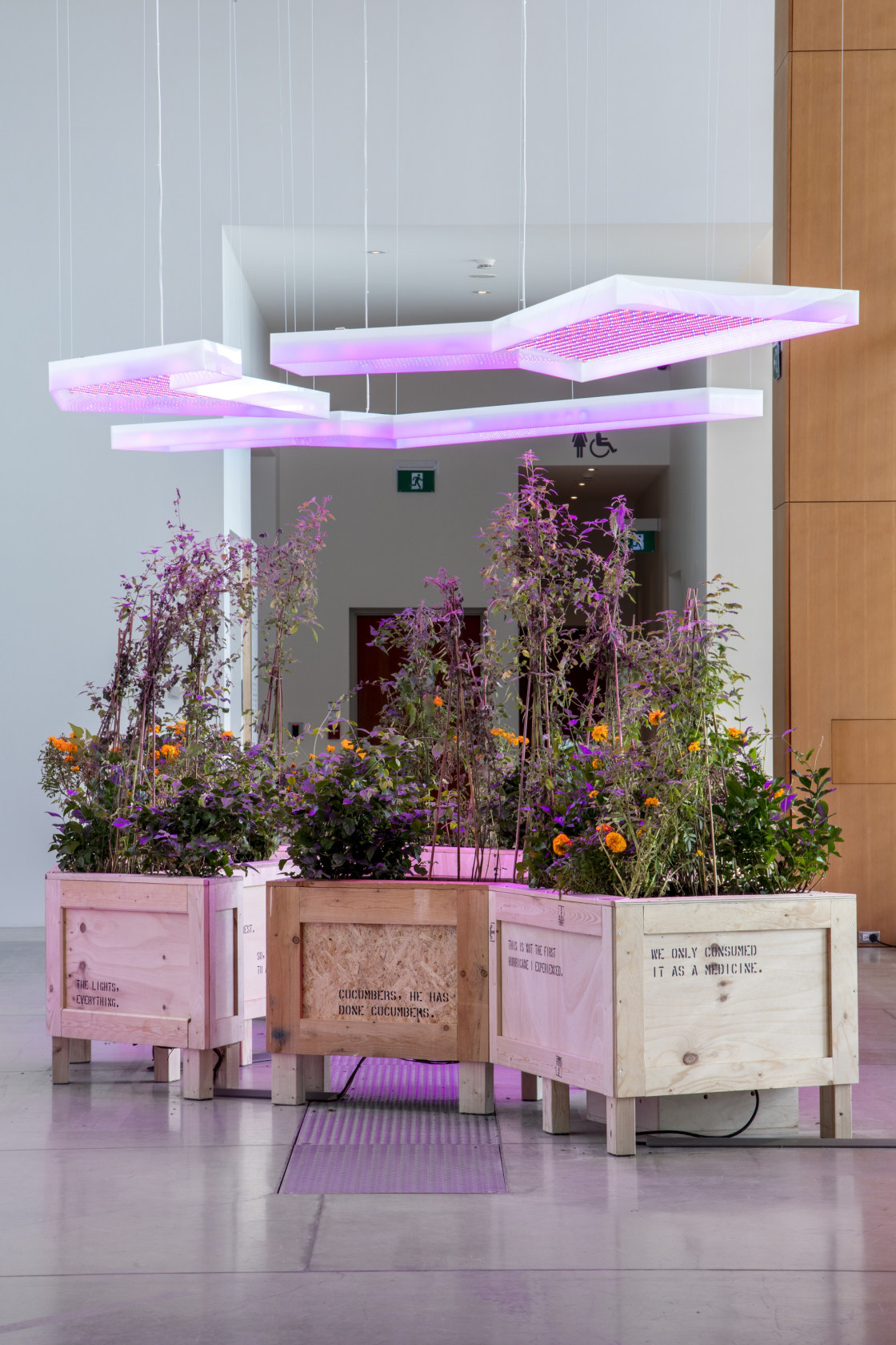 FreePlots, 2019 3 custom-built wooden planters (pine and birch wood), plant grow bags, compost, plants, 3 custom-built UV grow lamps...