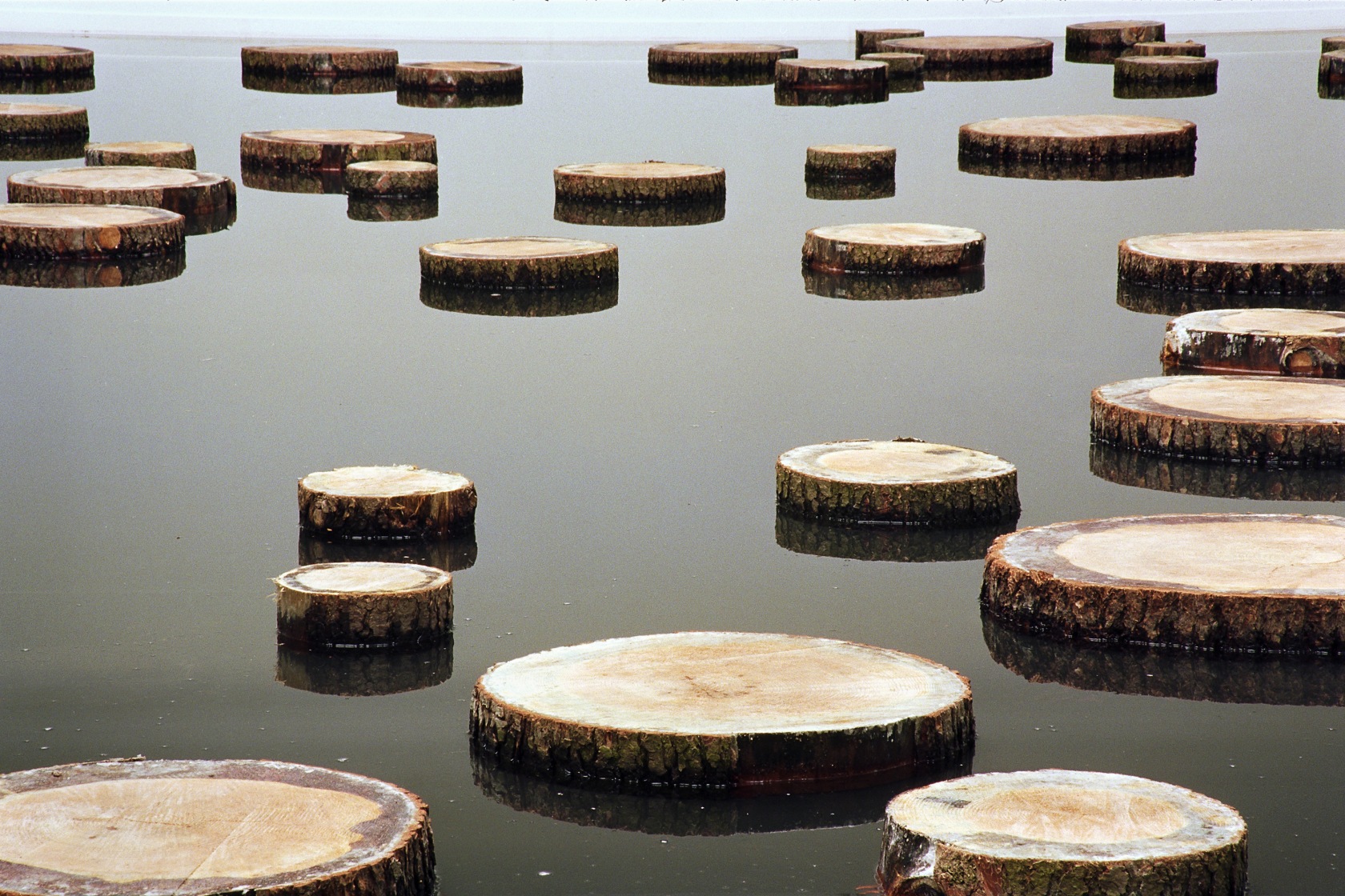 S.R., 2003-2005 (detail) Foil, water, tree discs Photo © Bernhard Strauss