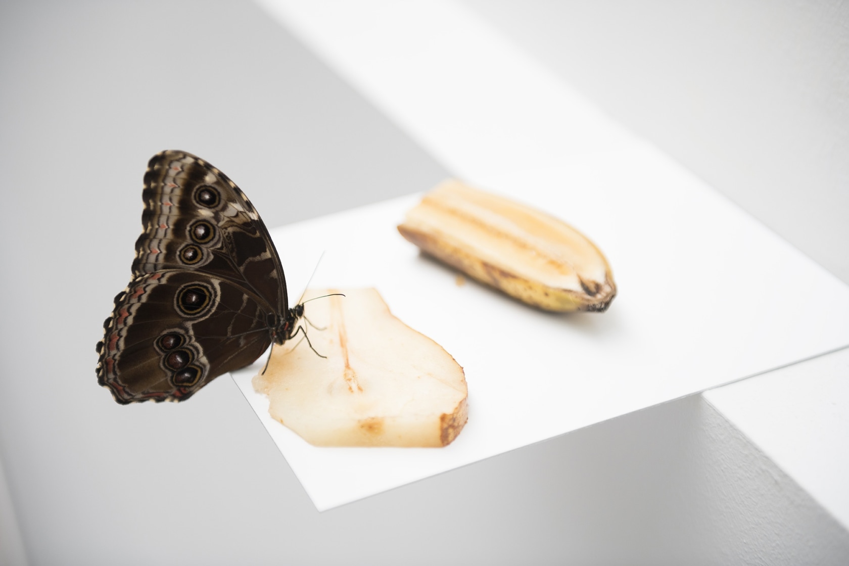 Exhibition view: -’— –‘-, Fundació Tàpies, Barcelona, 2018 Photo © Roberto Ruiz