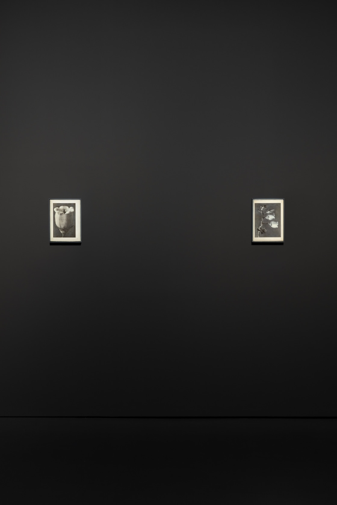 Left: Liu Ye, Book Painting No. 22 (Karl Blossfeldt, Wunder in der Natur, H. Schmidt & C. Günther, Leipzig, 1942,...