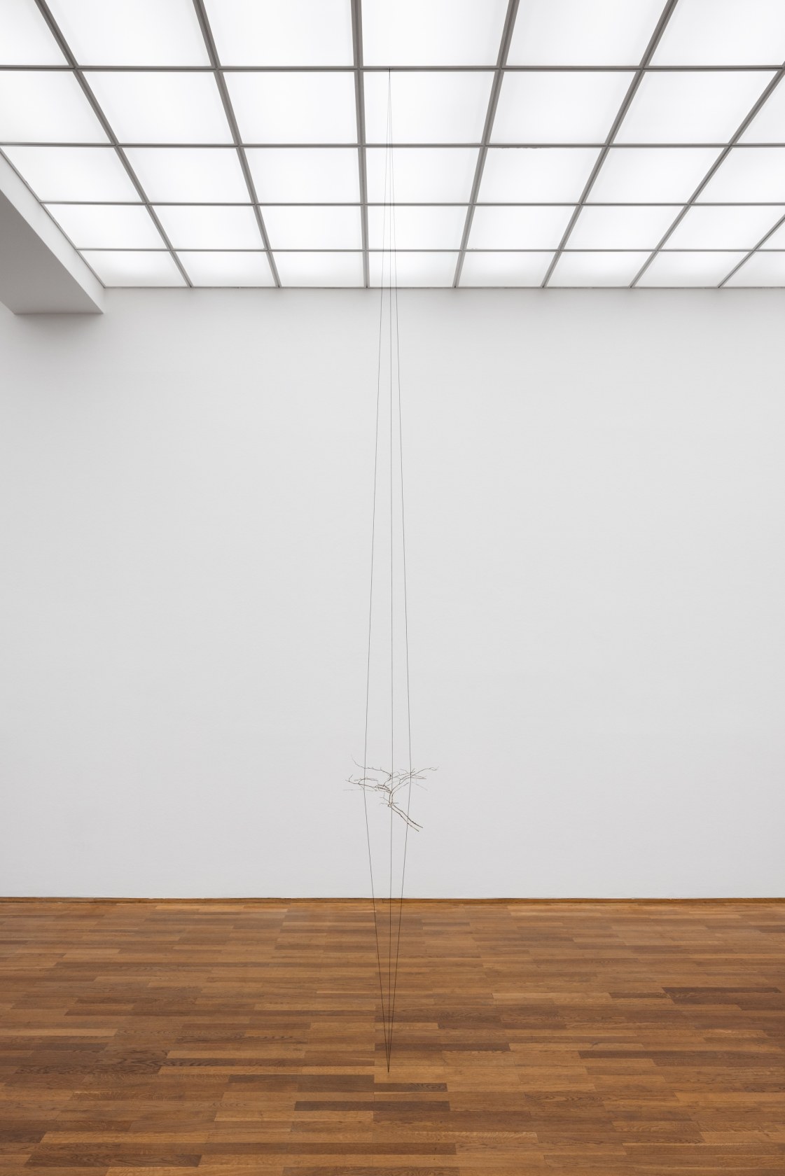 Daniel Steegmann Mangrané, Geometric Nature/Biology, 2022 Split beech branch, elastic cords 15 x 58 x 42 cm (5 7/8 x...