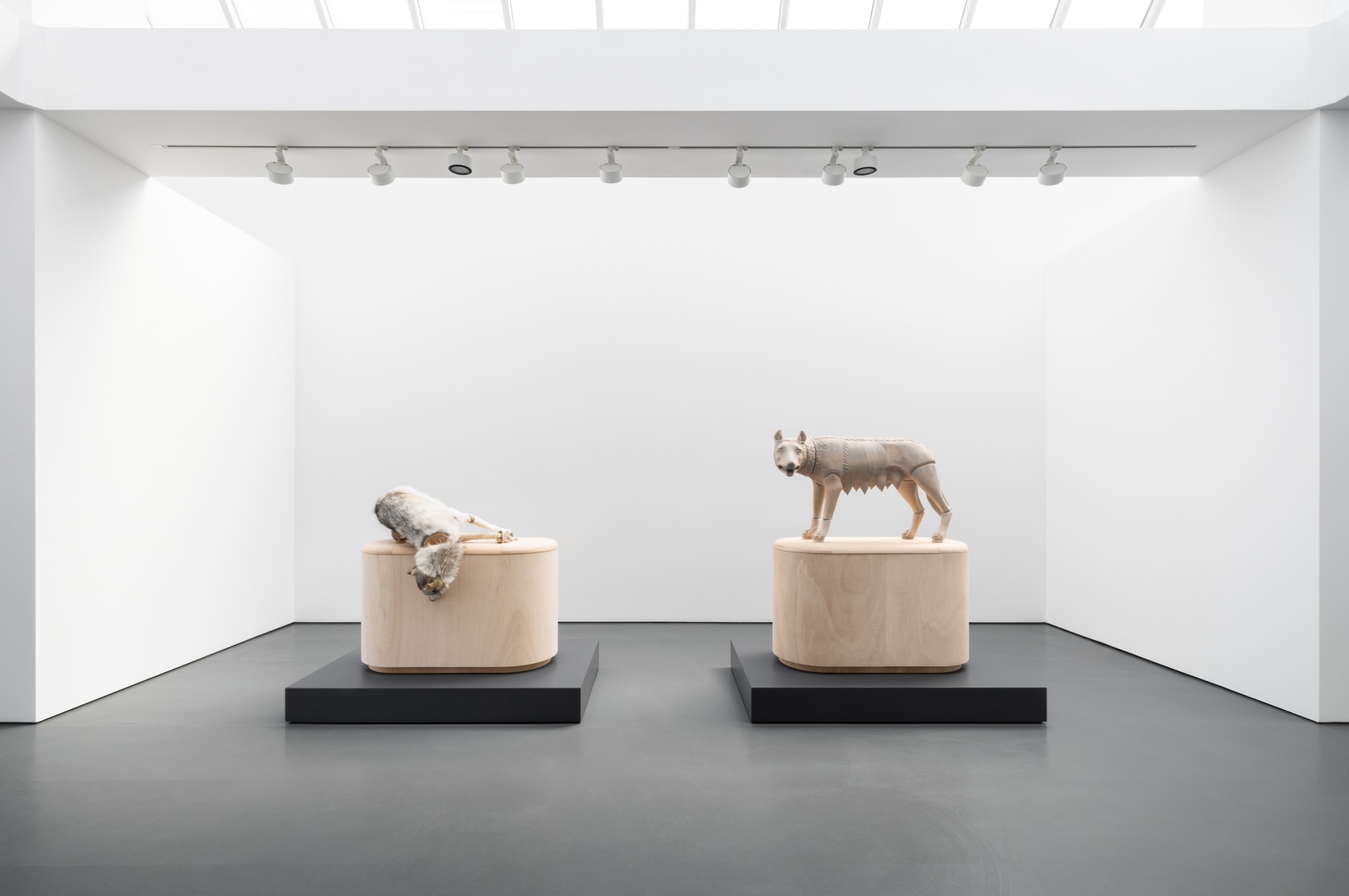 Exhibition view: Julius von Bismarck, Zwei Wölfinnen, Esther Schipper, Berlin, 2024. © The artist / VG Bild-Kunst, Bonn 2024 Photo...