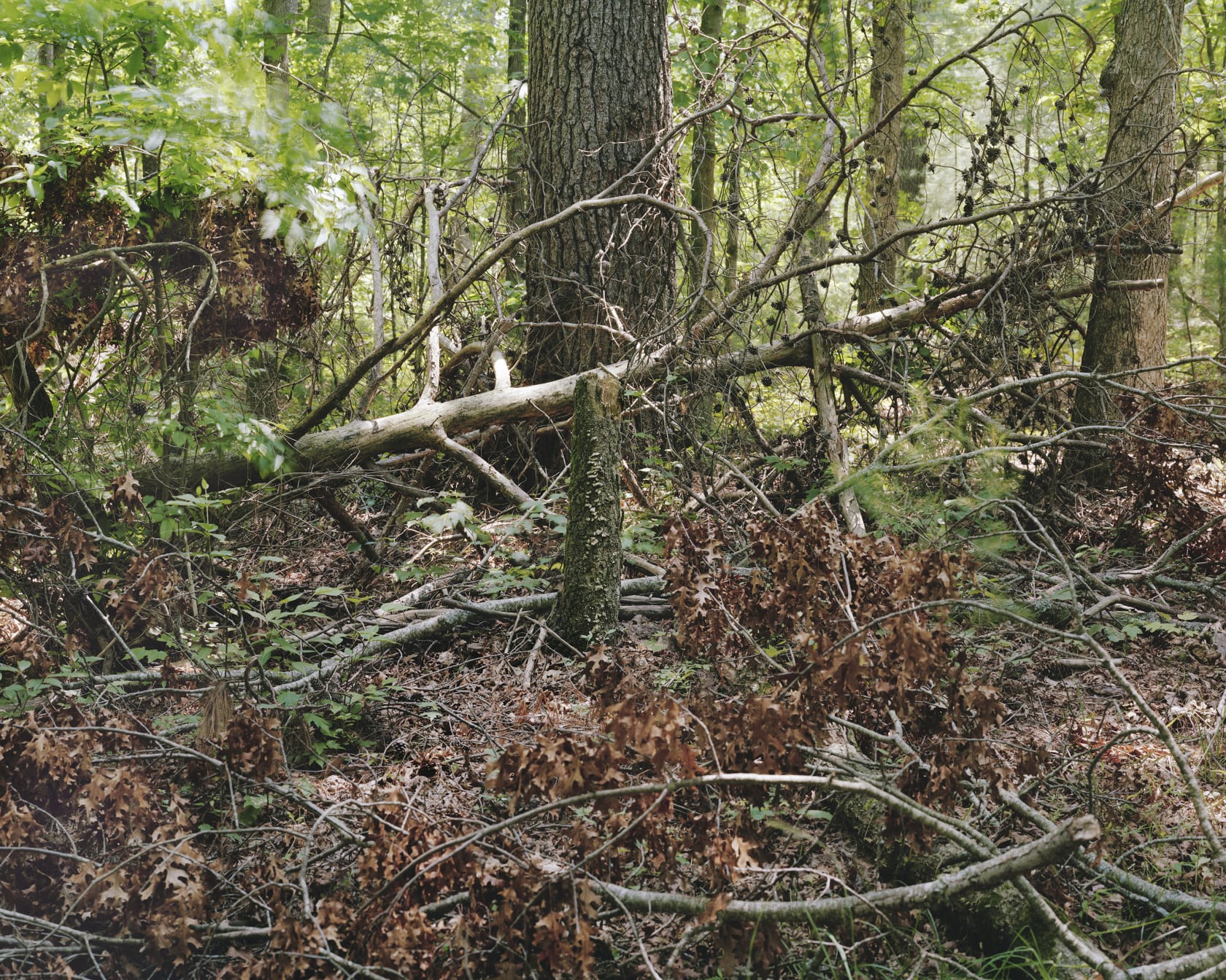 Janelle Lynch Cathedral, 2020