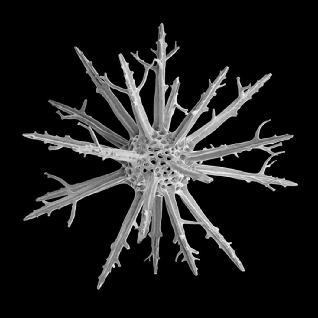 Michael Benson Radiolarian #3, 2023