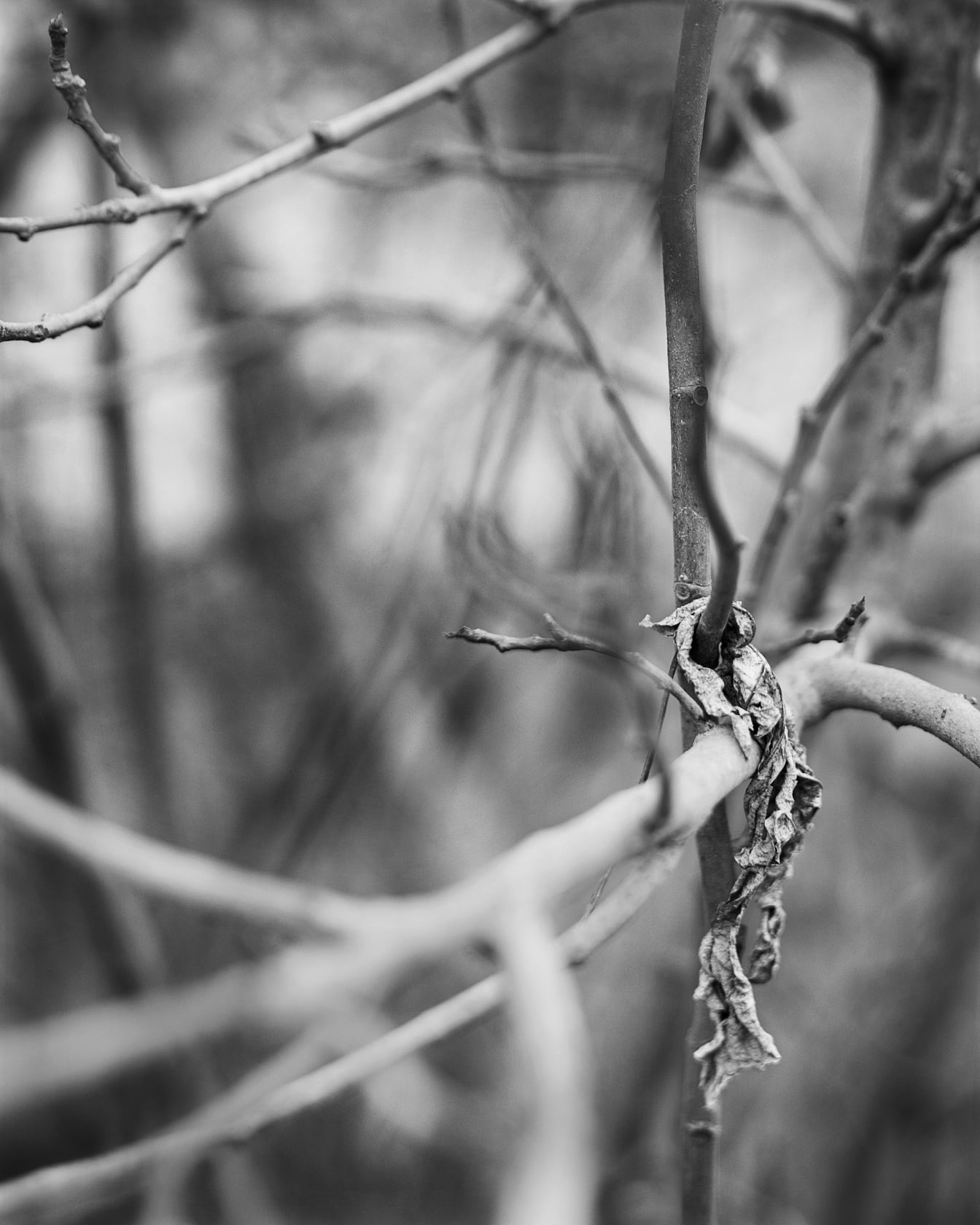 Janelle Lynch Fig Trees 7 (Barcelona), 2009