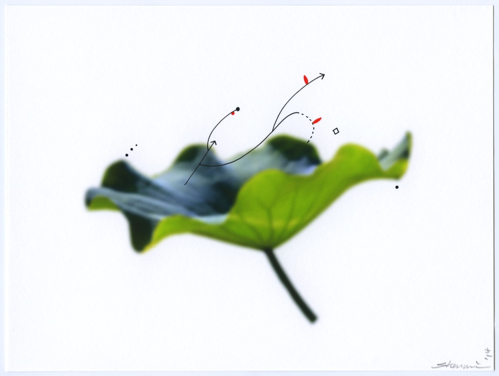 Shen Wei, Untitled (Lotus Leaf), 2014