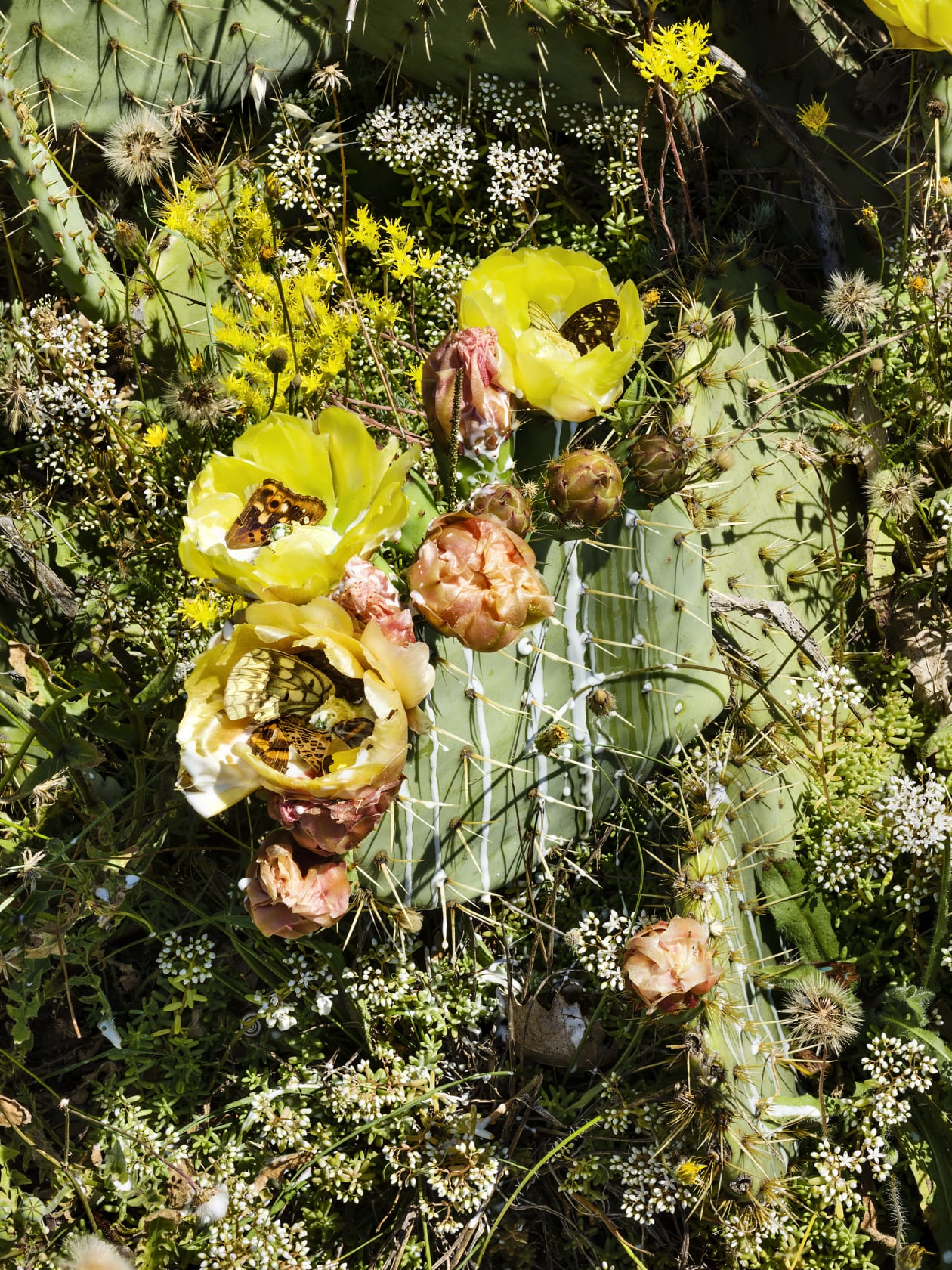 John MacLean Cactus, 2018