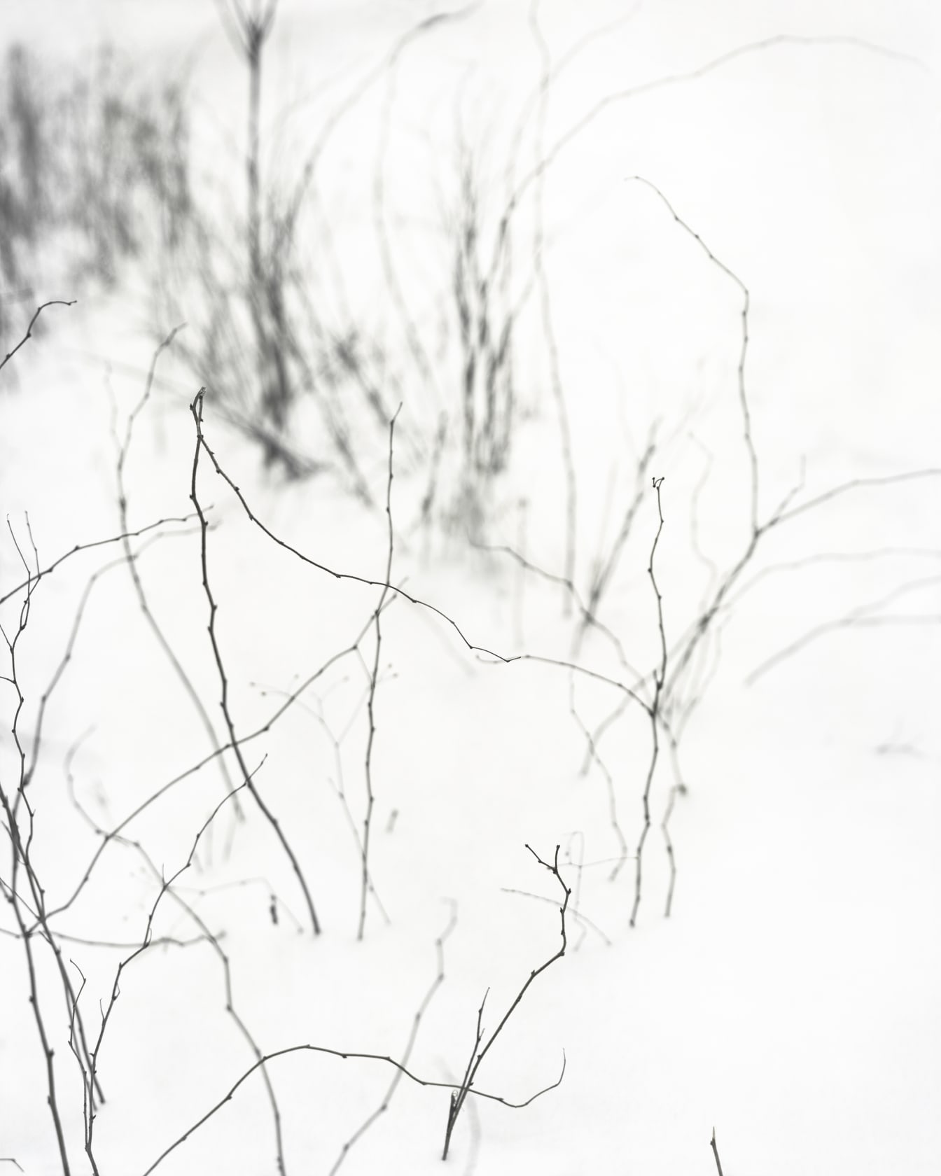 Janelle Lynch, Snow Touch, 2016