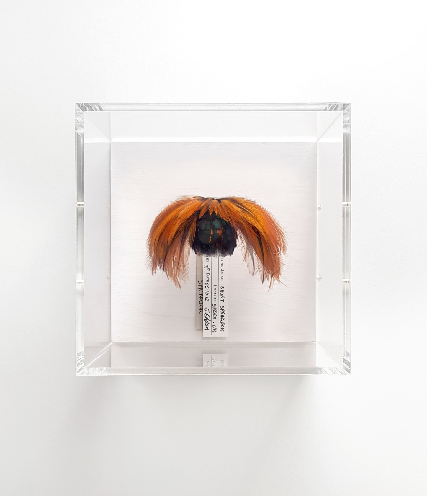 Jane Edden, 27 Short Springbok, 2012