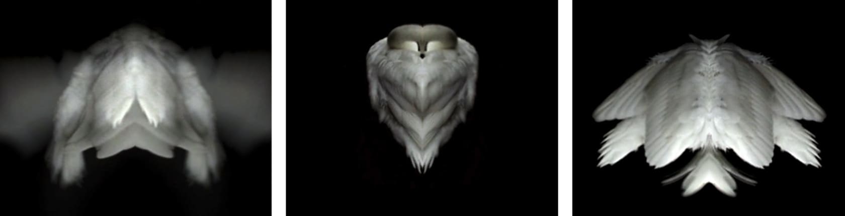 Jane Edden A Coat for Icarus, 2012