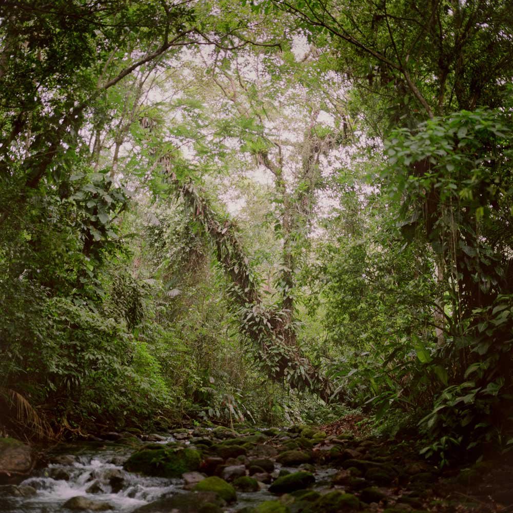 Mona Kuhn, Virgin Forest, 2009