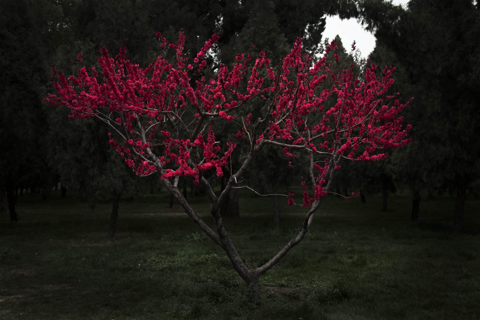 Shen Wei, Plum Tree, 2014