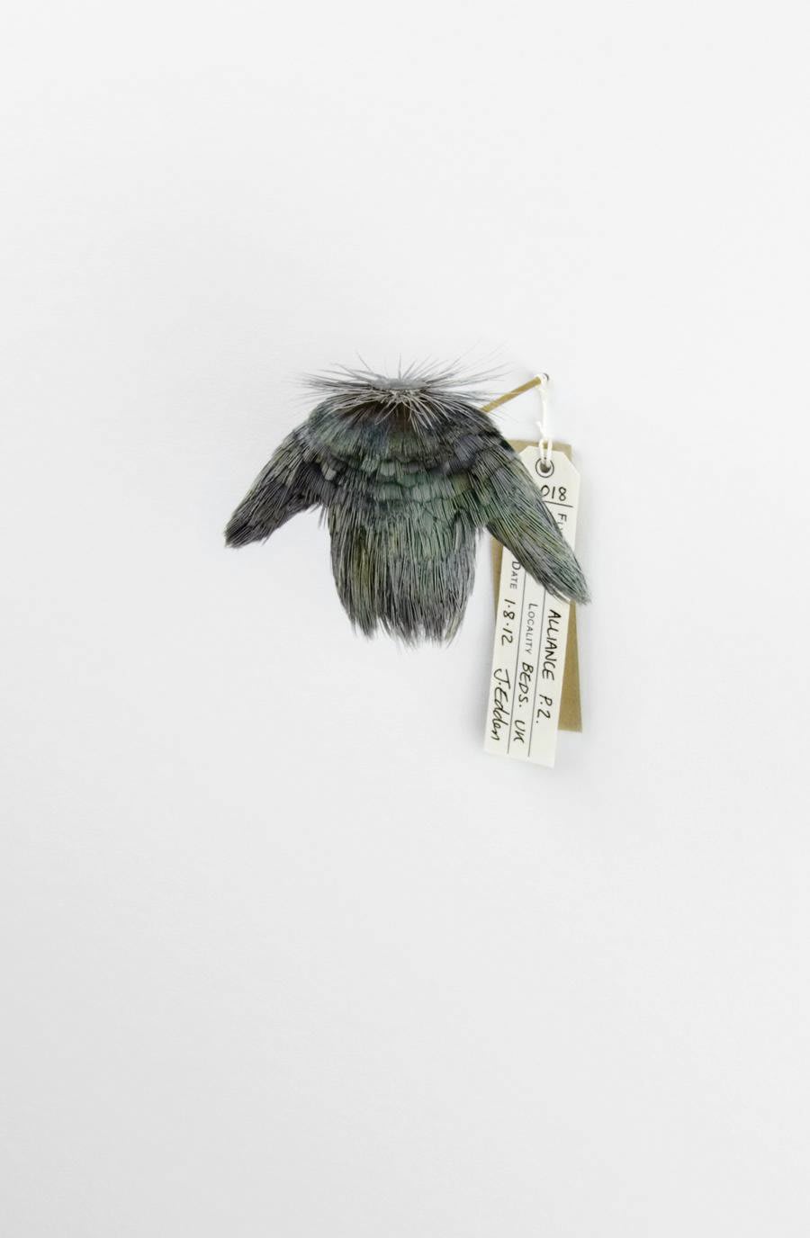 Jane Edden 18 Alliance P.2 Seabird, 2012