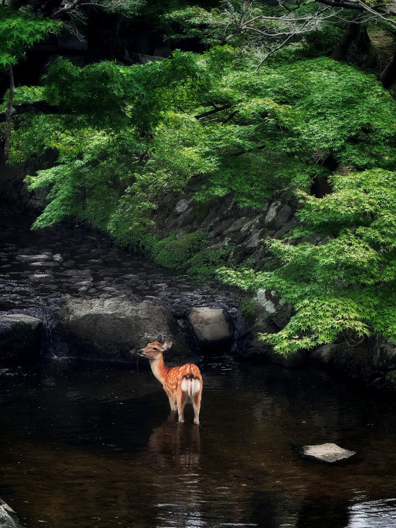 Shen Wei Shika, 2025