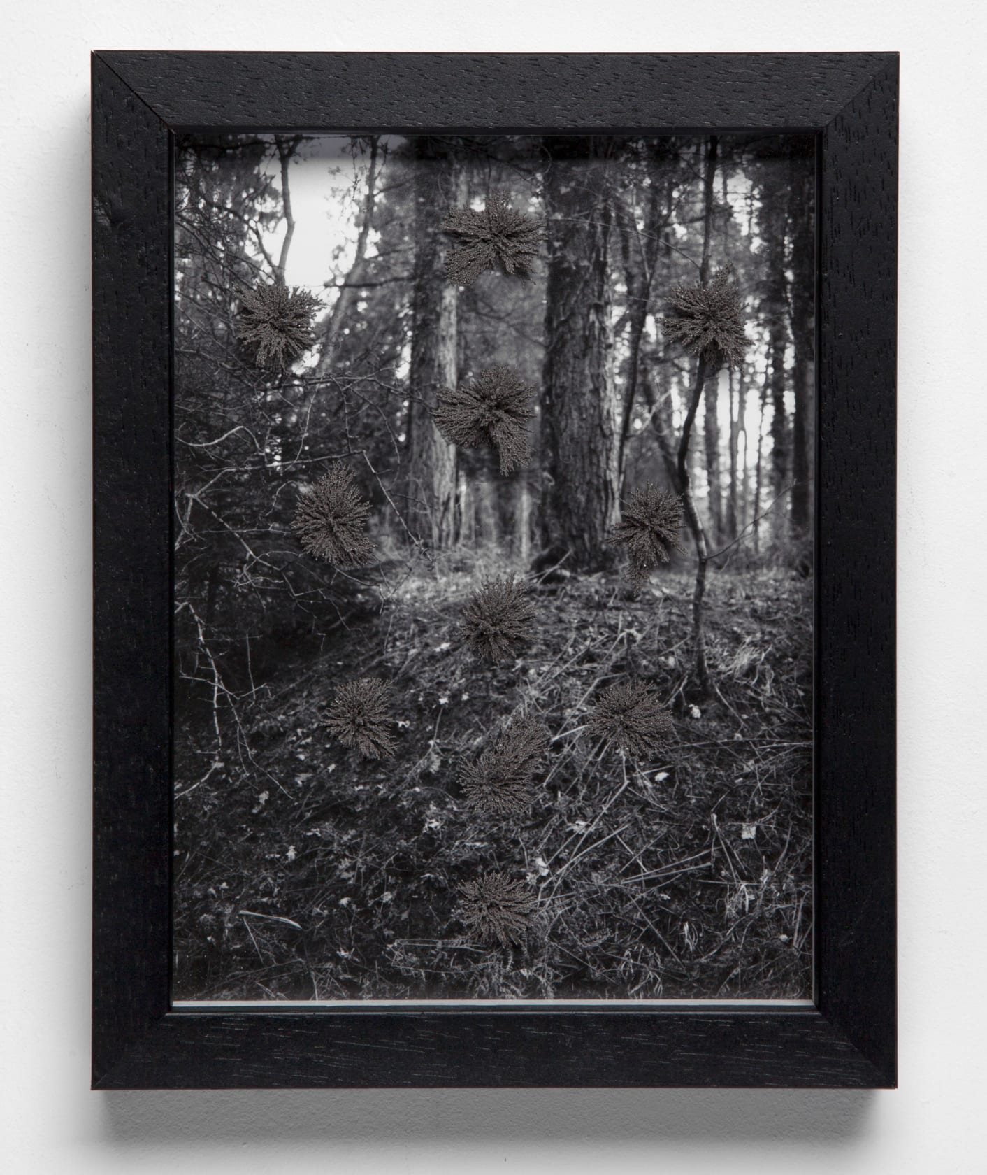 Paul Tecklenberg Arbor Vitae, 2016