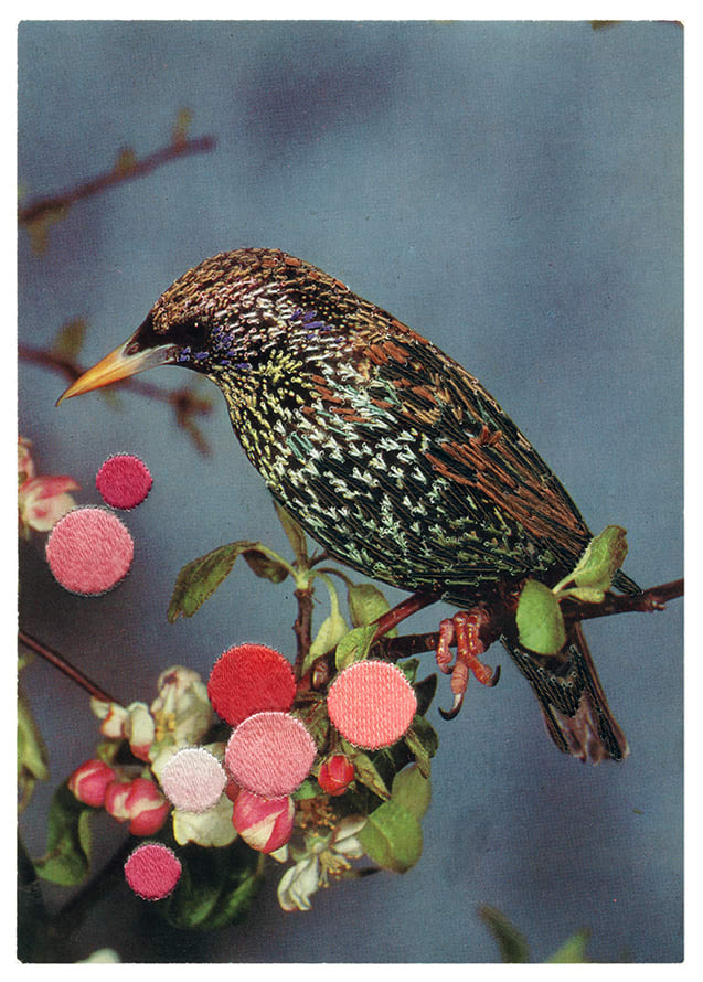 Julie Cockburn The Ballad of the Starling in the Blossom, 2025