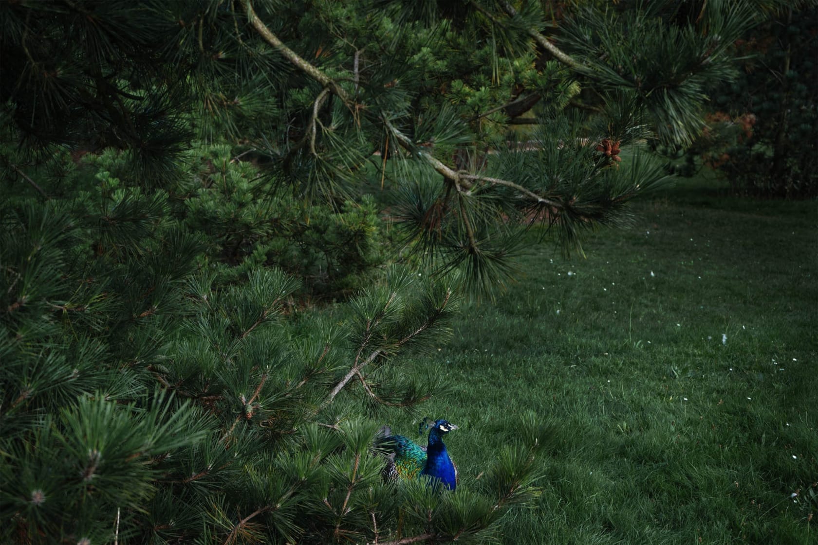Shen Wei, Peacock, 2014
