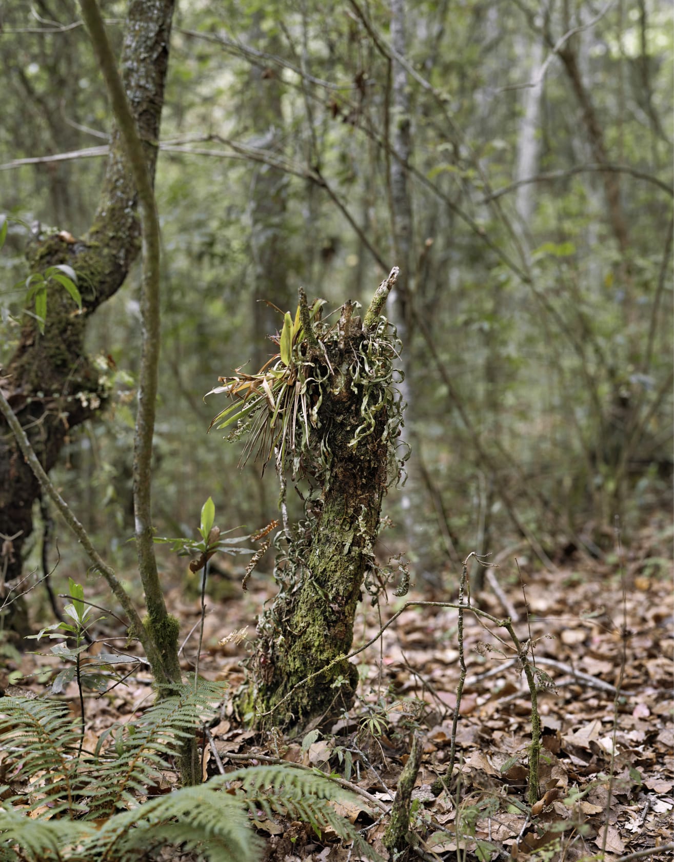 Janelle Lynch, Jim, 2006