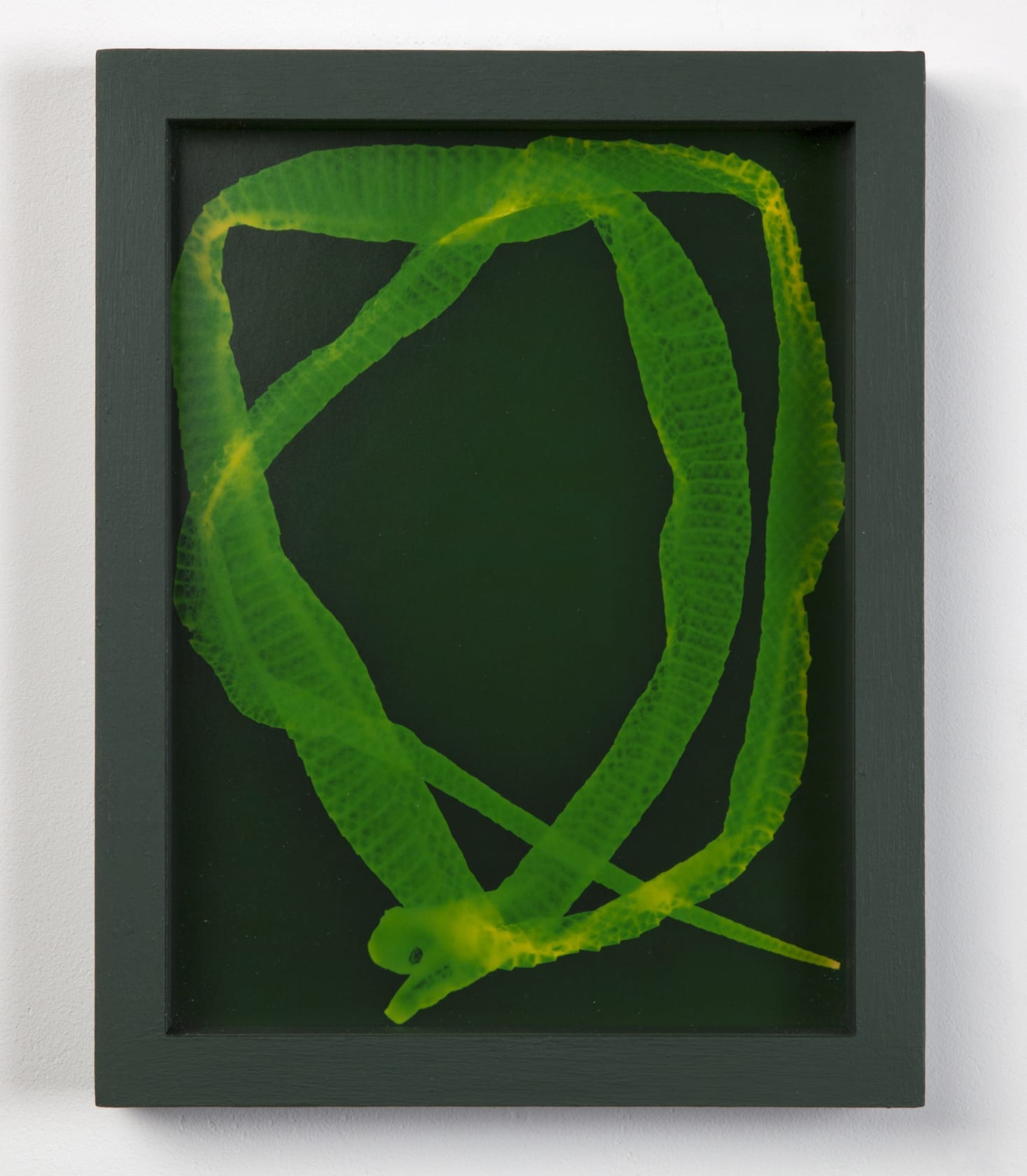 Paul Tecklenberg Skin, 2015