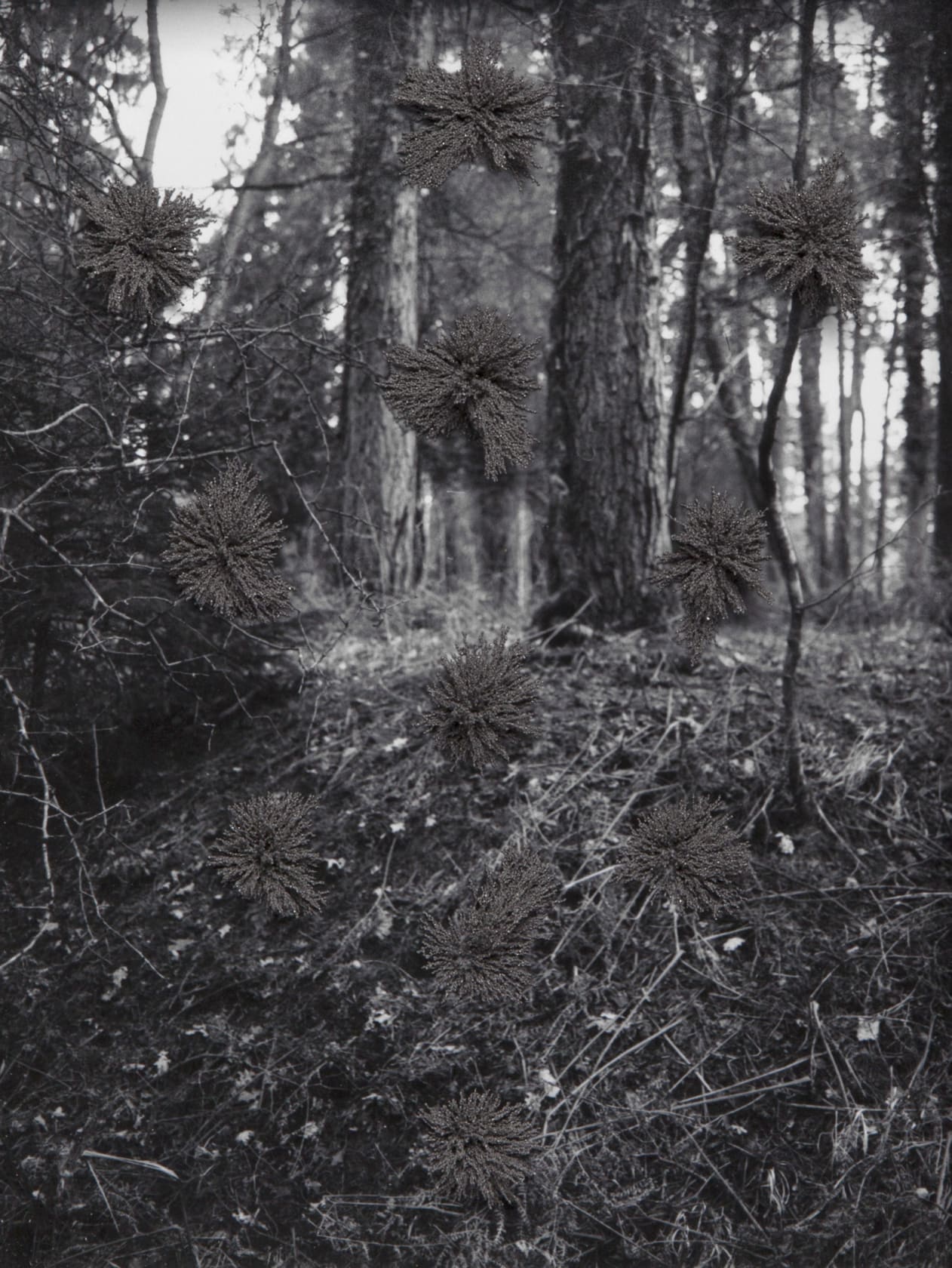 Paul Tecklenberg Arbor Vitae, 2016