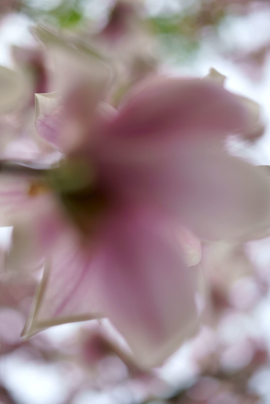 Shen Wei, Magnolia 9305, 2021