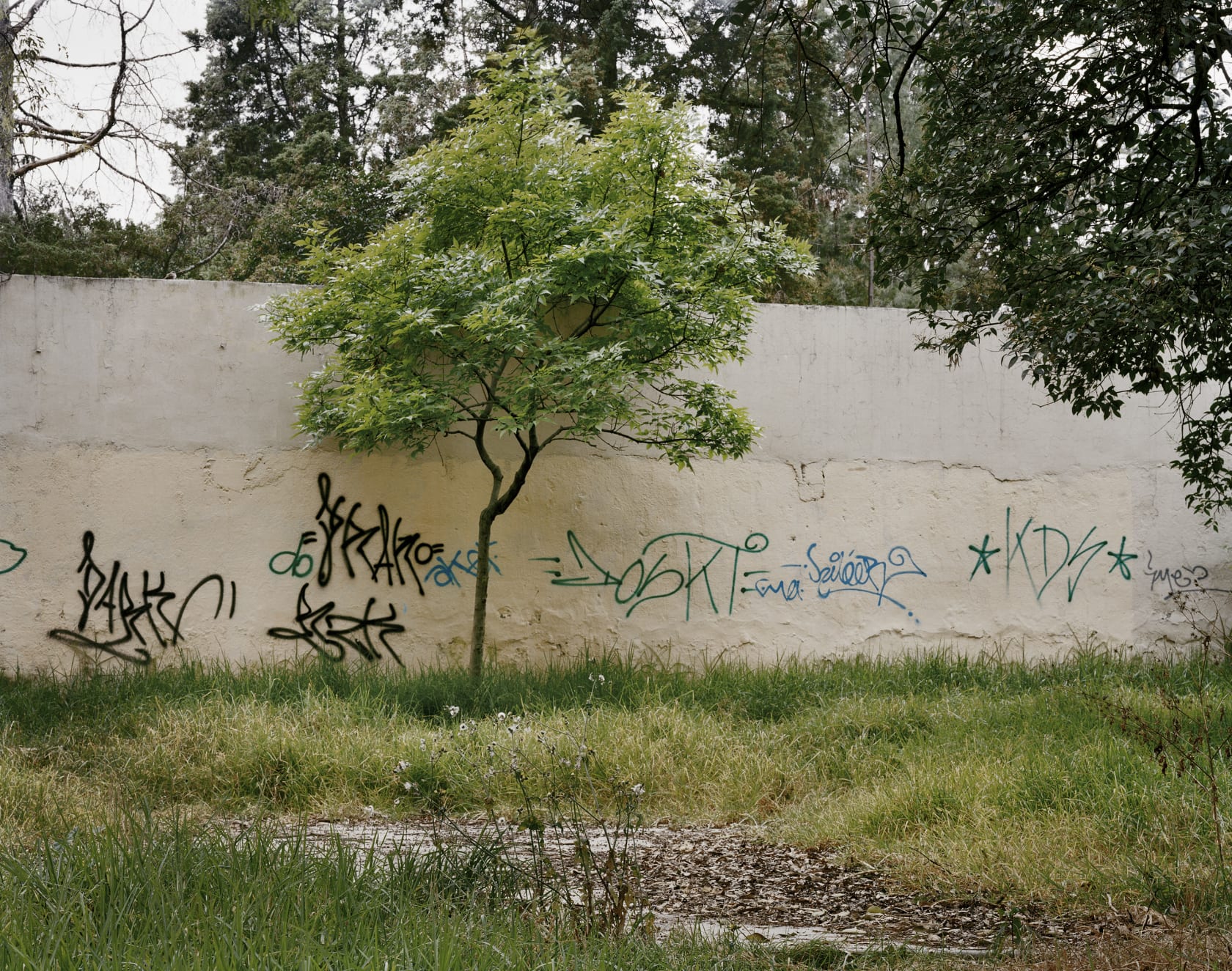 Janelle Lynch, Untitled 6 (El Jardin de Juegos), 2003