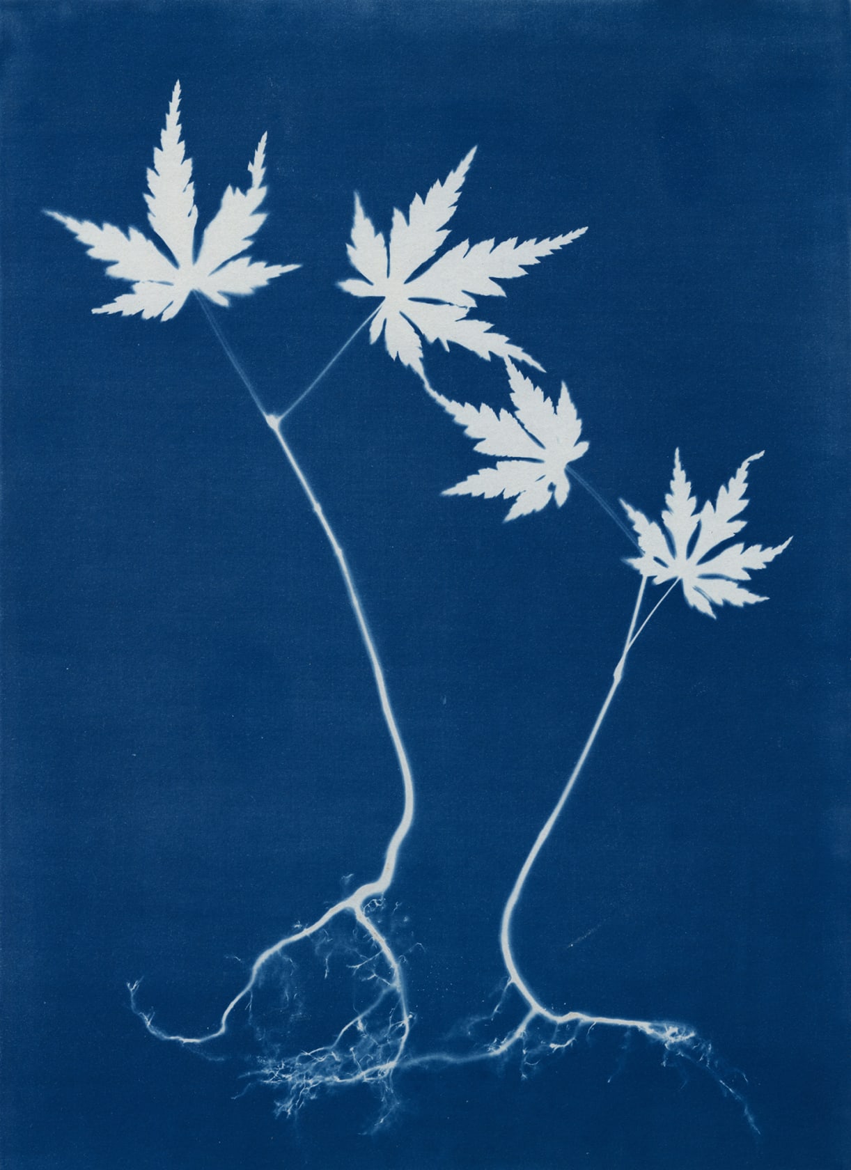 Janelle Lynch Saplings, 2021