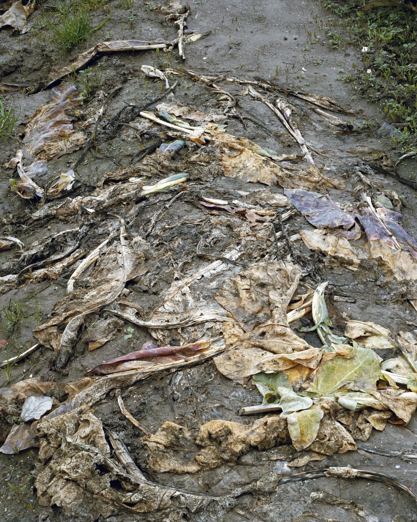 Janelle Lynch Ground 8 (Barcelona), 2011