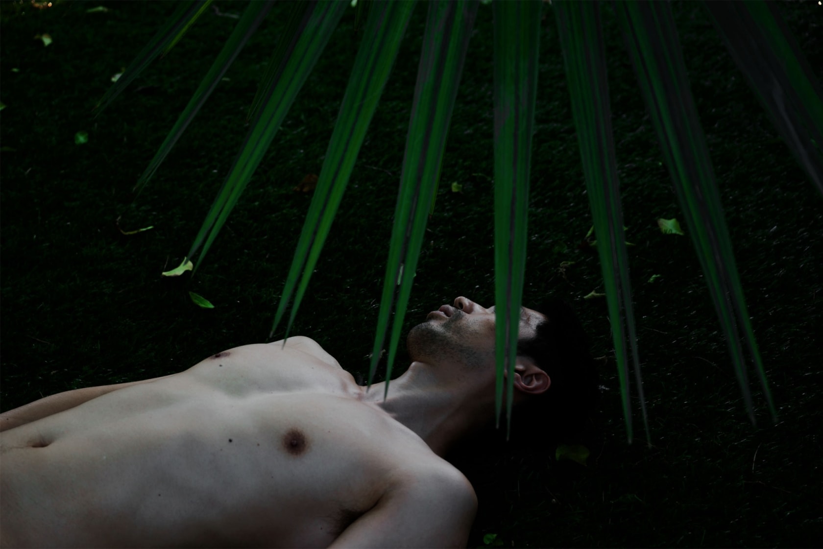 Shen Wei Palm Tree, 2015