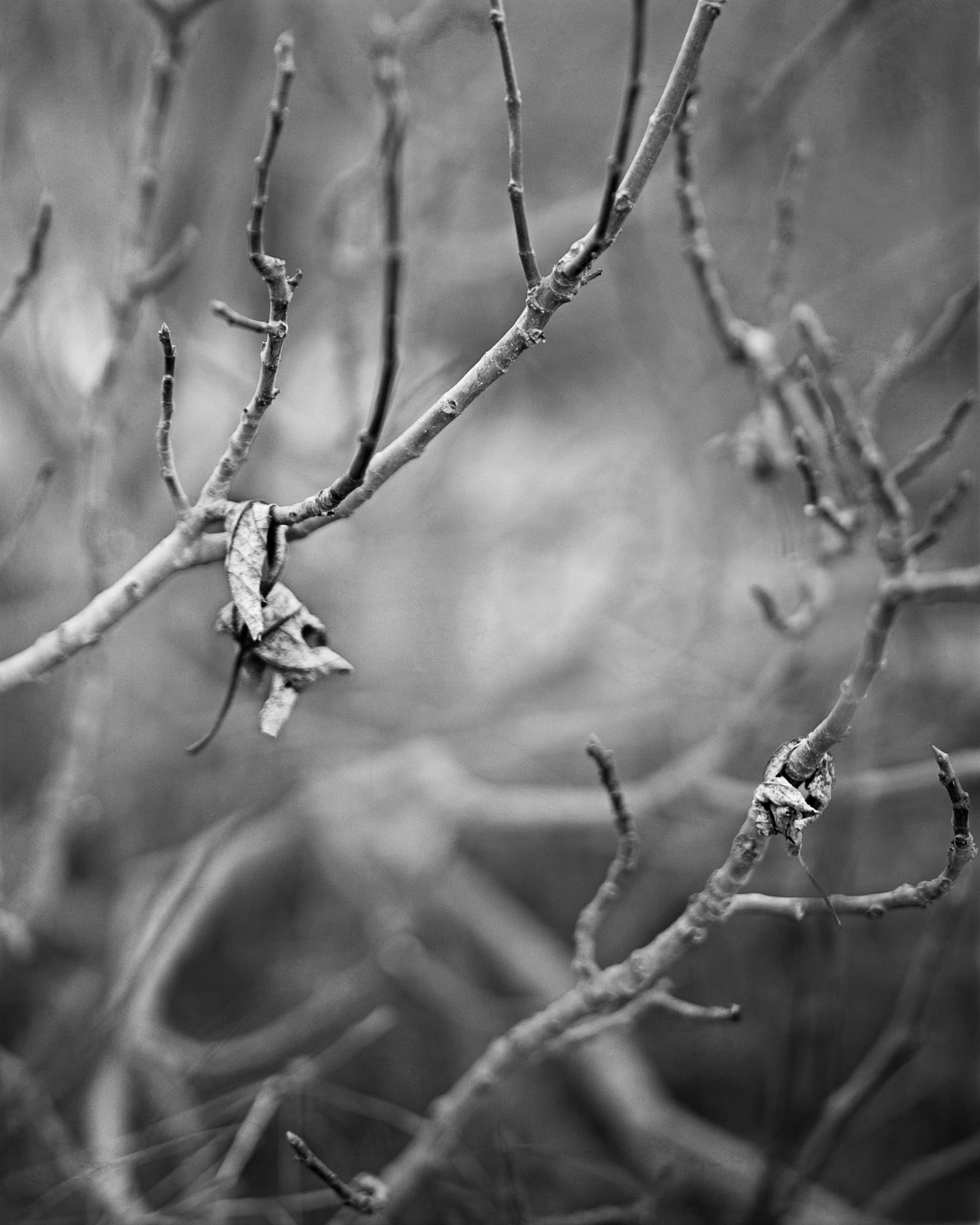 Janelle Lynch, Fig Trees 8 (Barcelona), 2009