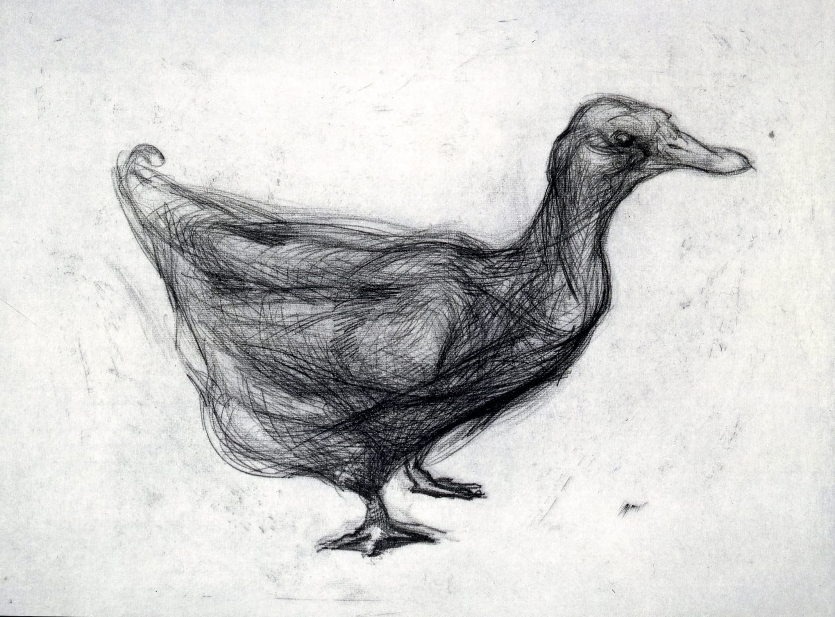 Nicola Hicks Duck, 1996
