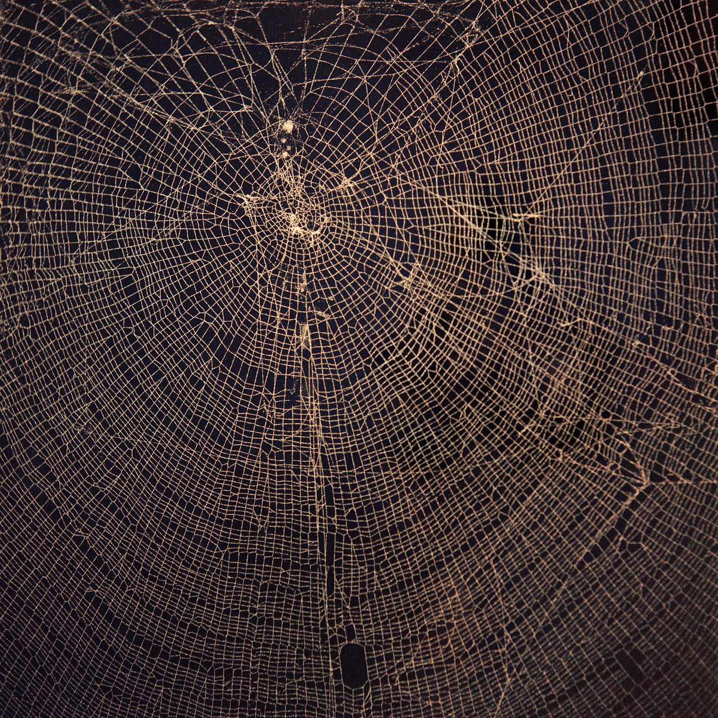 Mona Kuhn Nephila, 2013