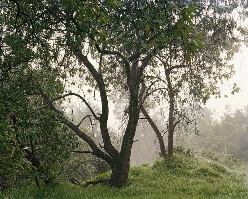 Janelle Lynch Untitled 5 (La Fosa Común), 2007