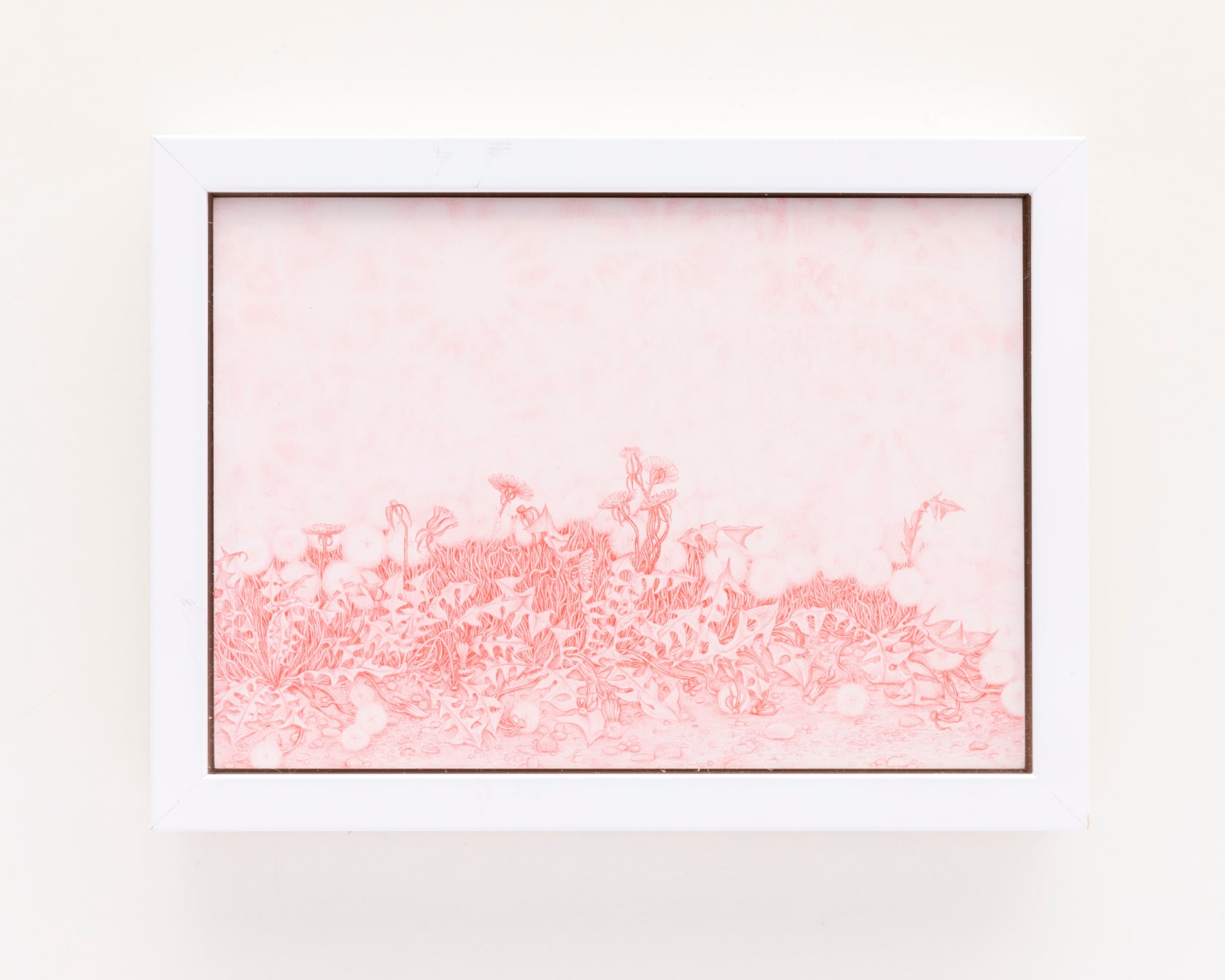 Zachari Logan Dandelions Become Stars from Enigmas, 2022