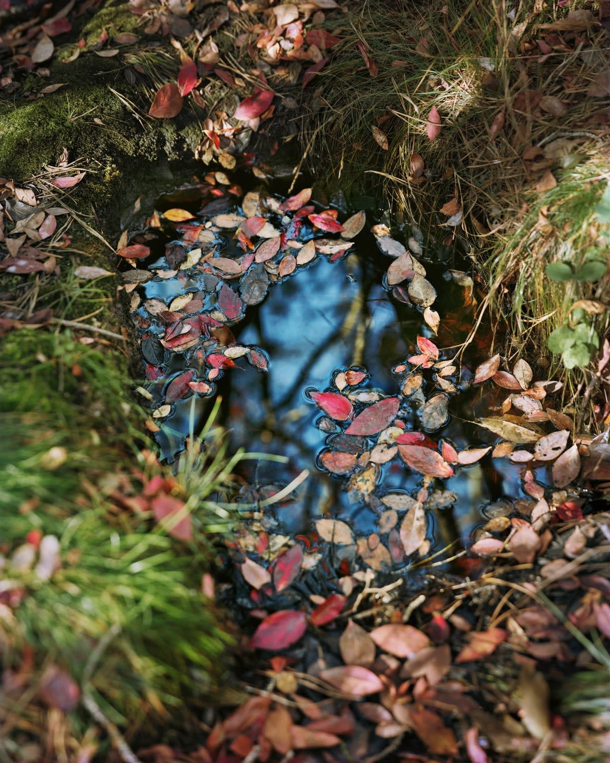 Janelle Lynch, Untitled II, 2024