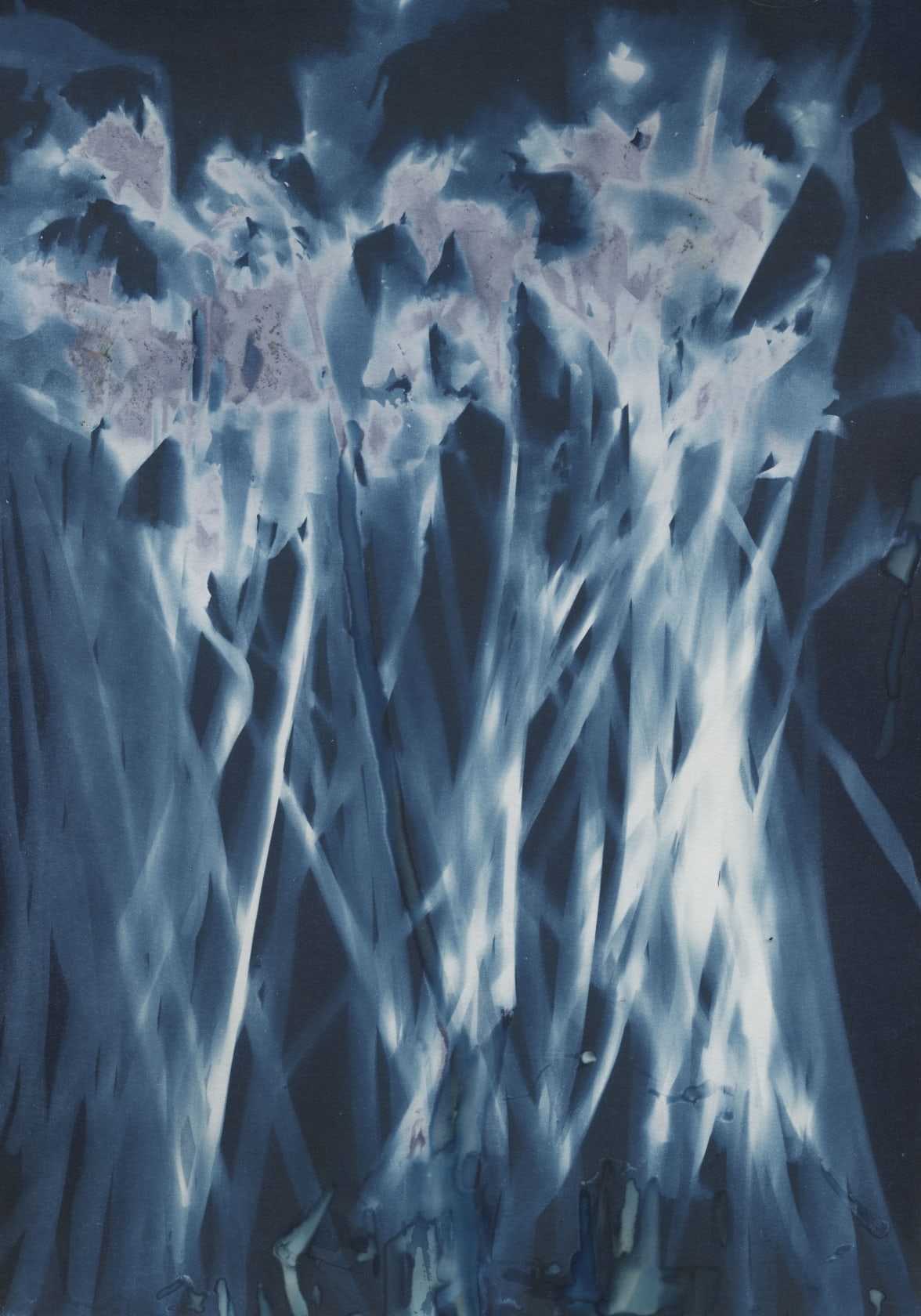 Janelle Lynch First Daffodils, 2022