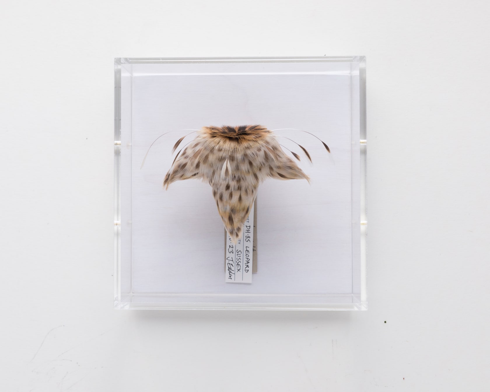 Jane Edden, Flying Jacket 062 DH.85 Leopard Moth, 2023