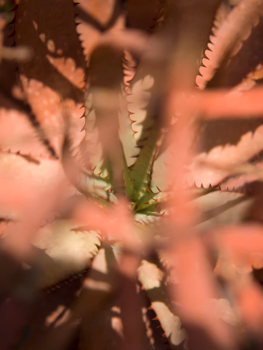 Mona Kuhn, Succulents 18, 2018