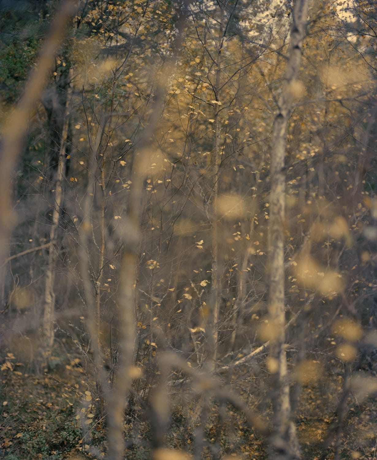 Maja Daniels Autumn, 2017