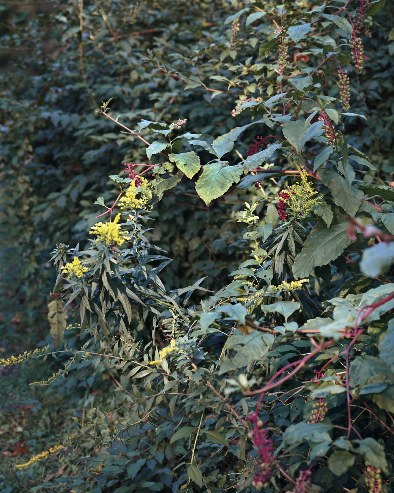 Janelle Lynch, Summer Wreath, 2016