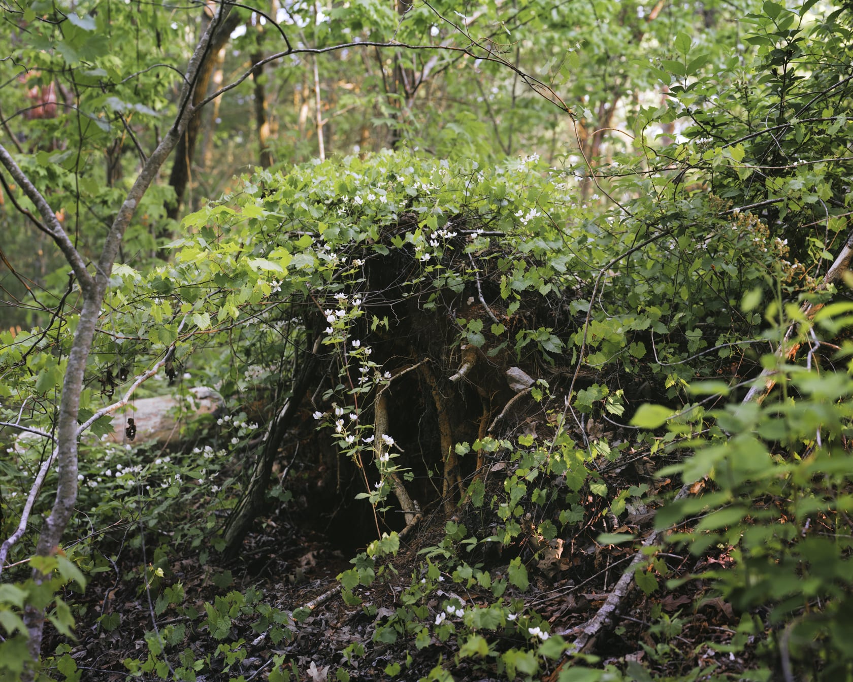 Janelle Lynch, Cave, 2020