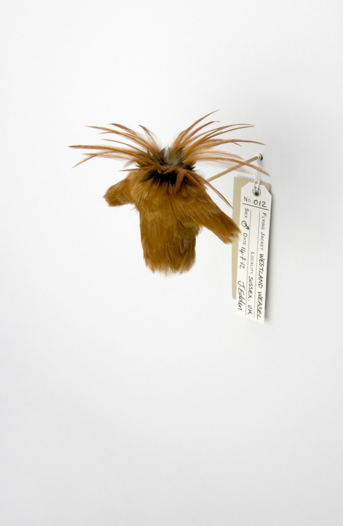 Jane Edden 12 Westland Weasel, 2012