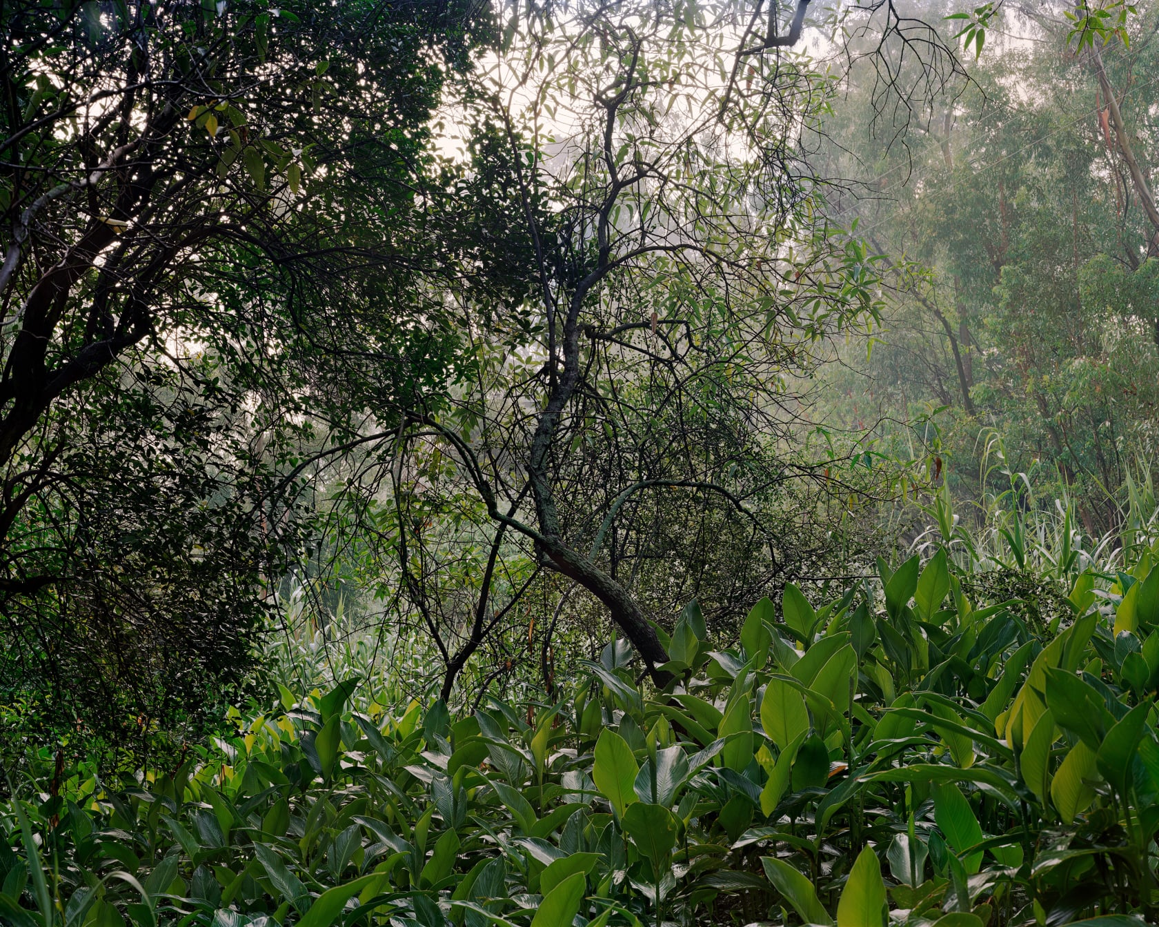 Janelle Lynch, Untitled 9 (La Fosa Común), 2007