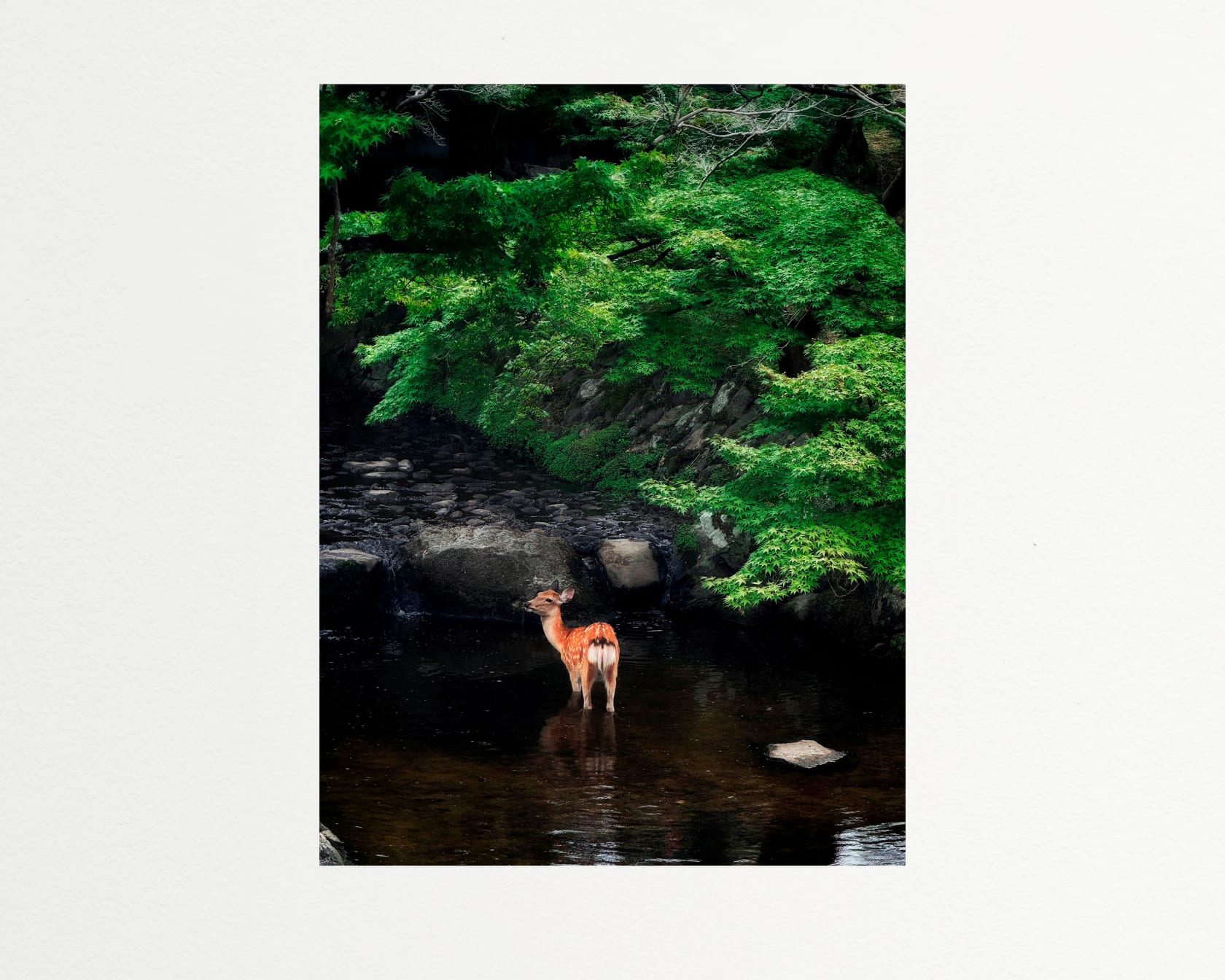 Shen Wei Shika, 2025